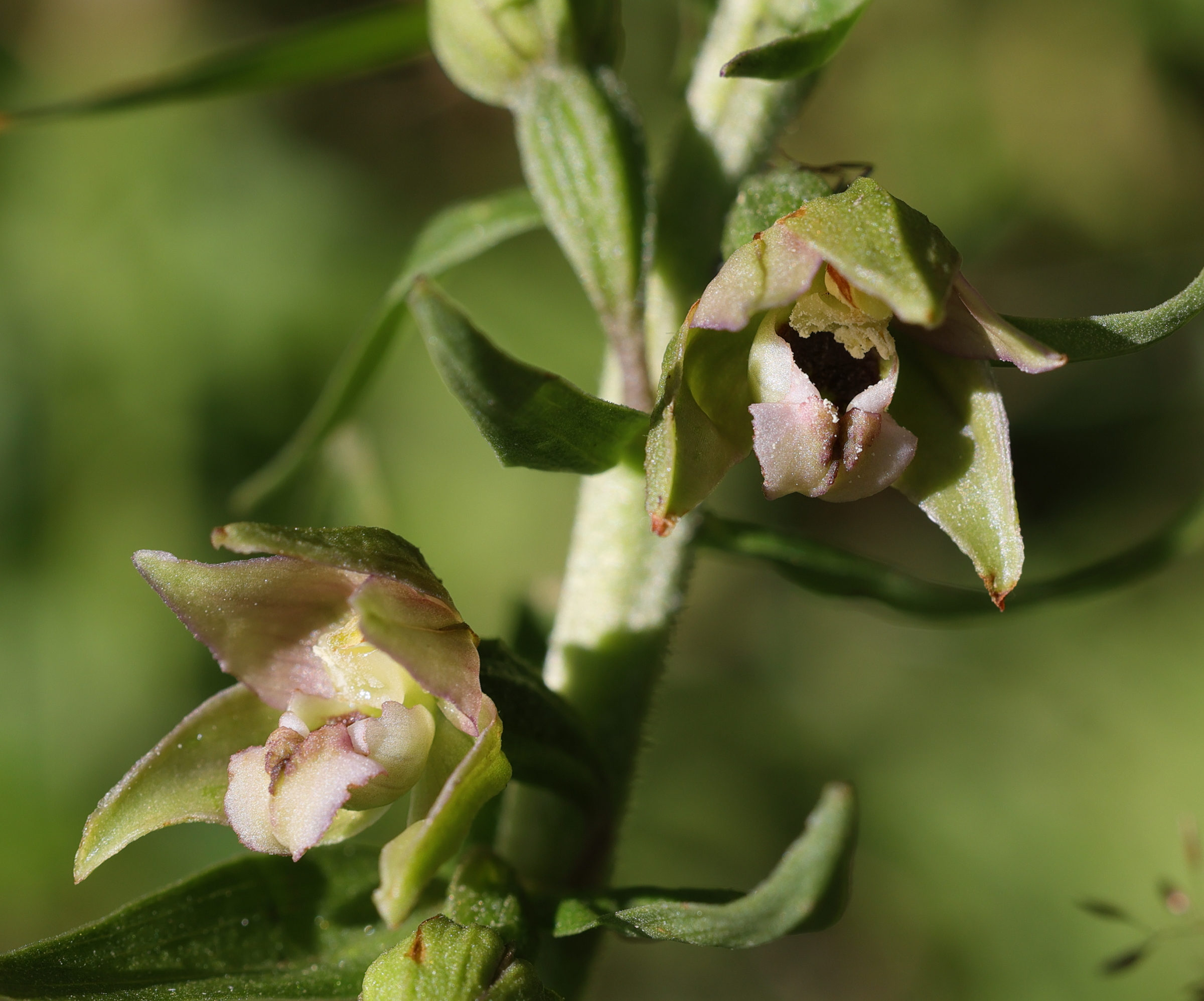 epipactis_bugacensis4md