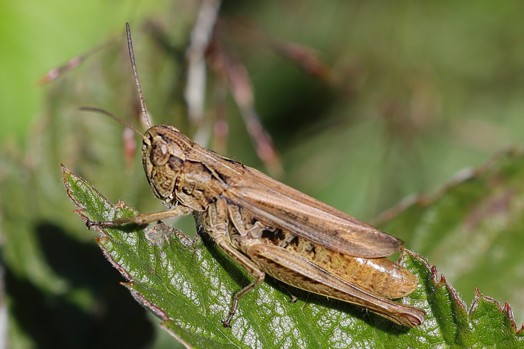 gomphocerippus_apricarius4md