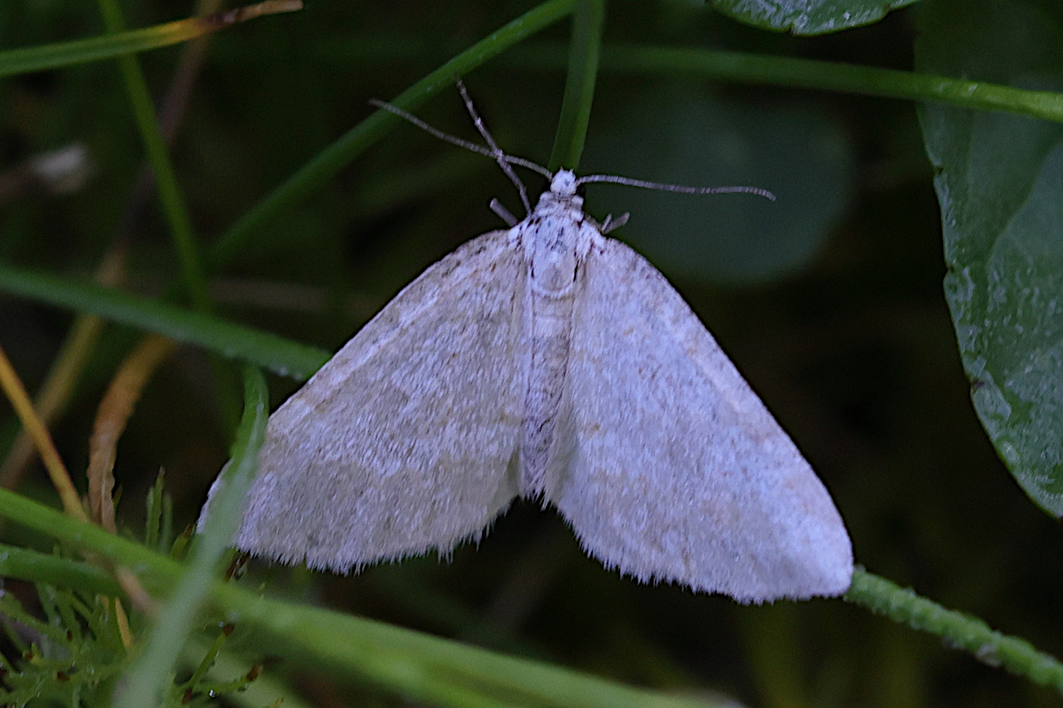 perizoma_albulata3md