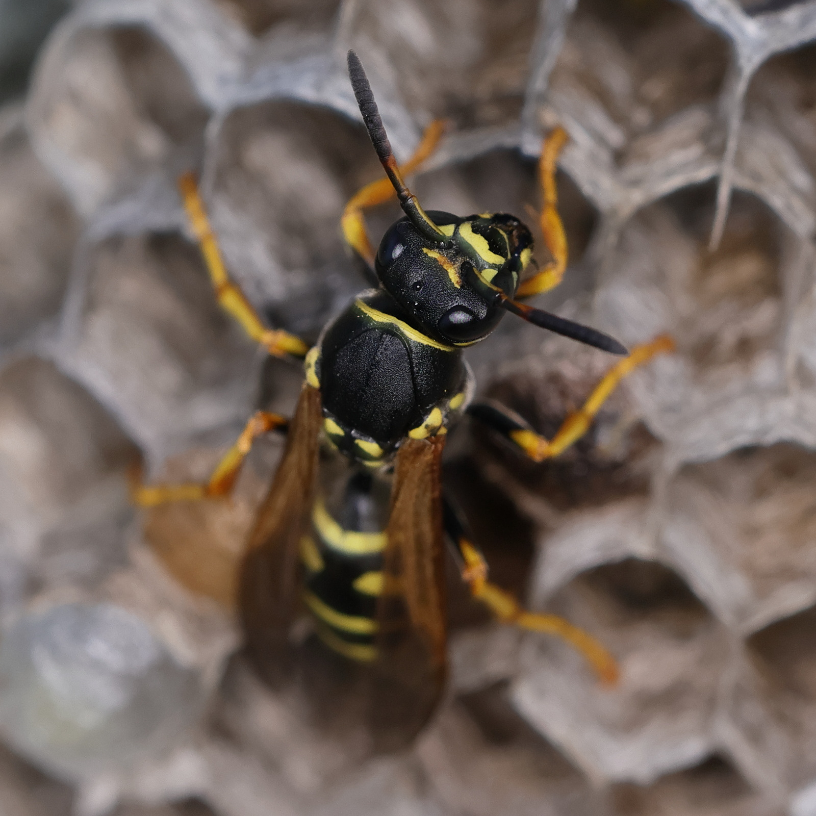 polistes_biglumis2md