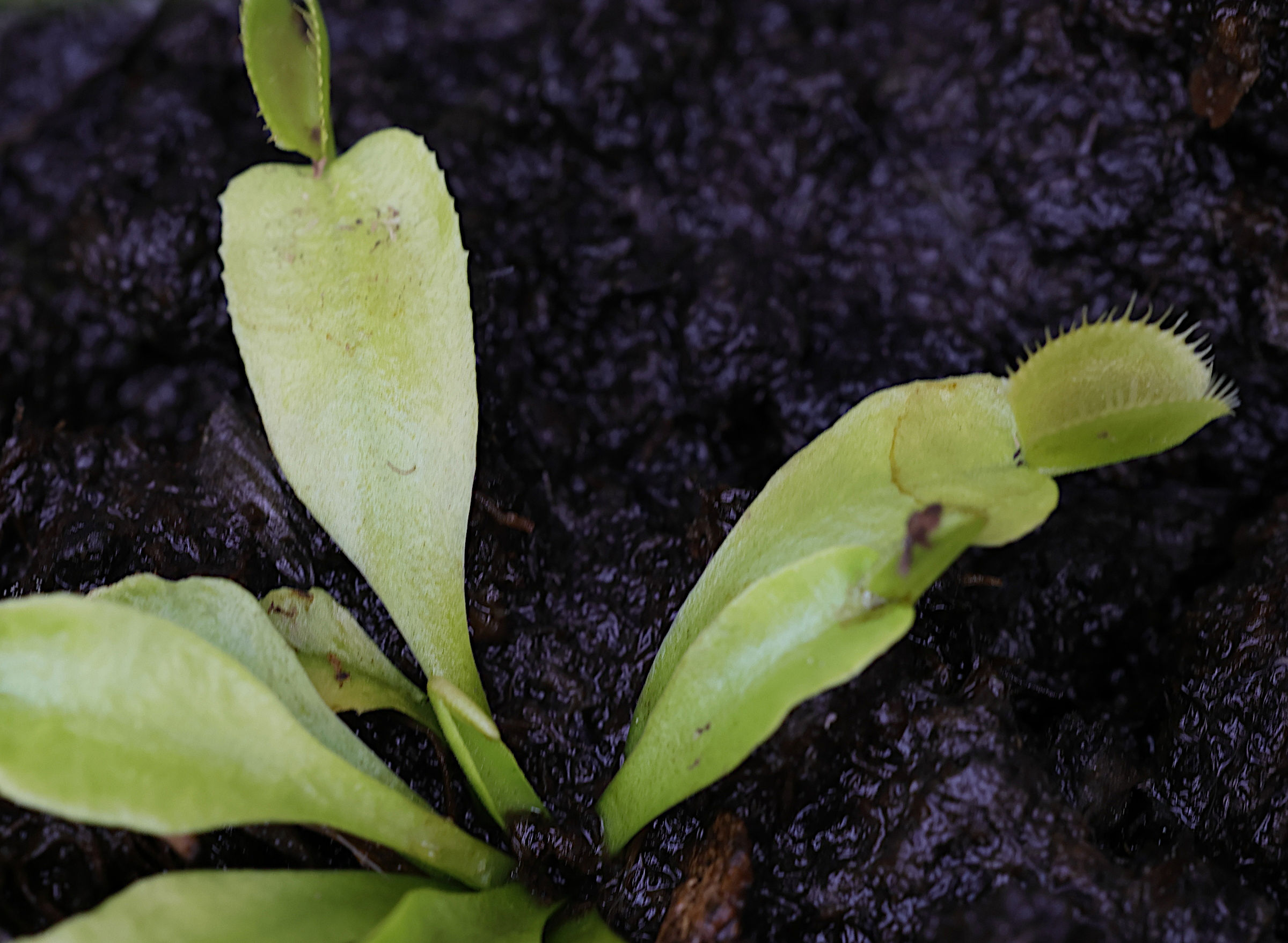 Afficher le média dionaea_muscipula5md dionaea_muscipula5md