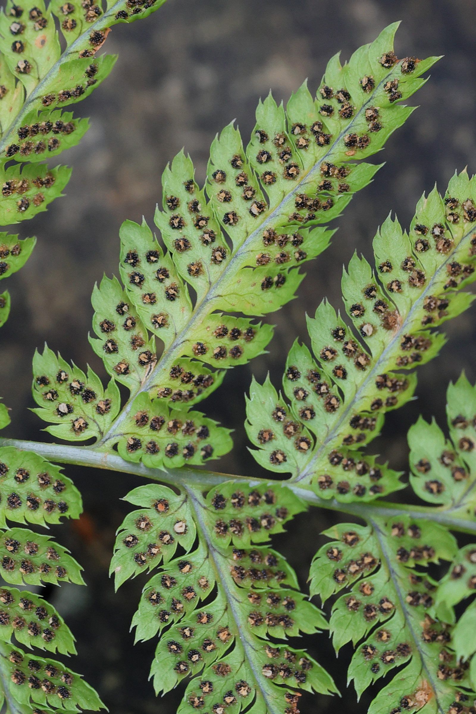 Afficher le média dryopteris_carthusiana6md dryopteris_carthusiana6md