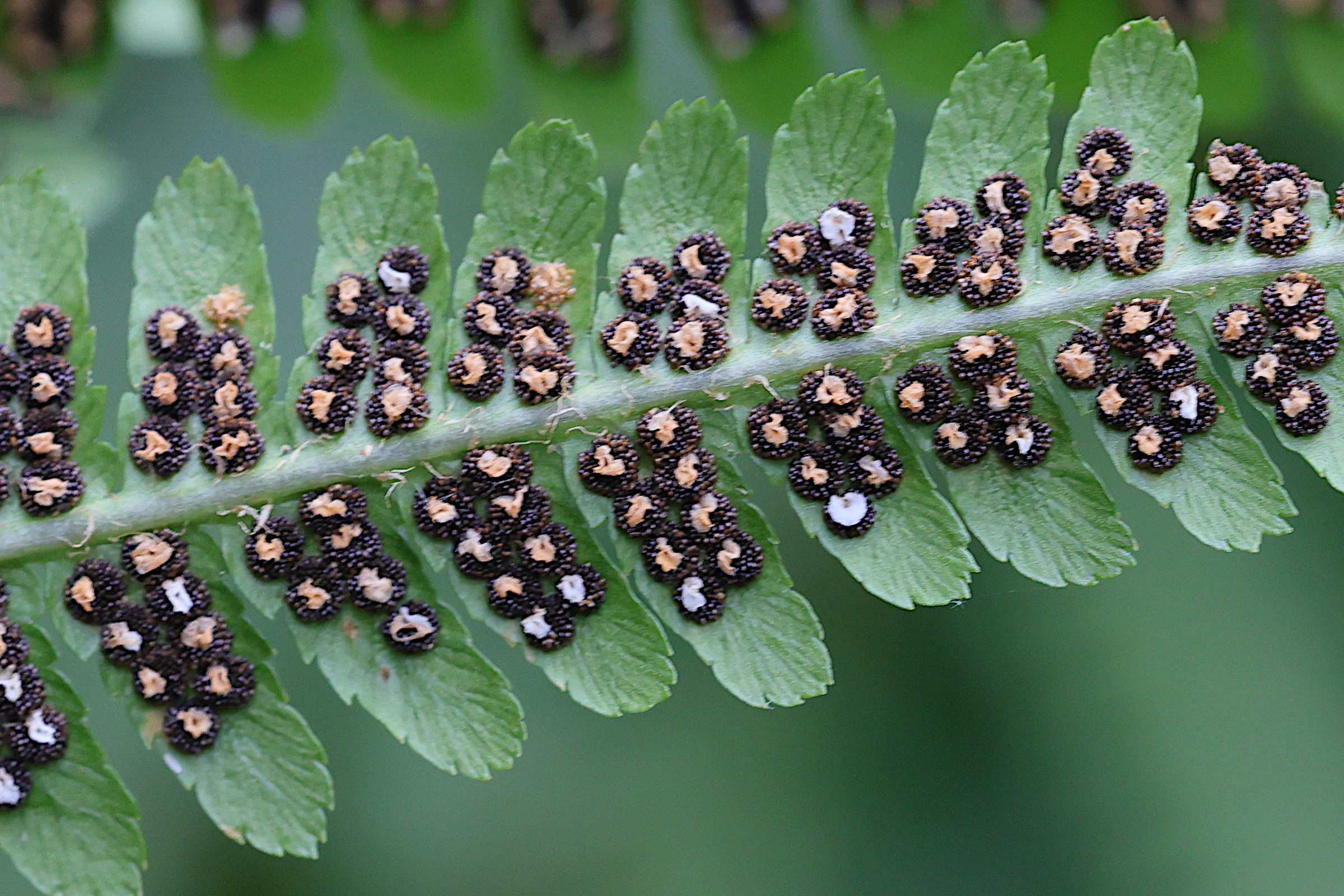 dryopteris_filix-mas5md