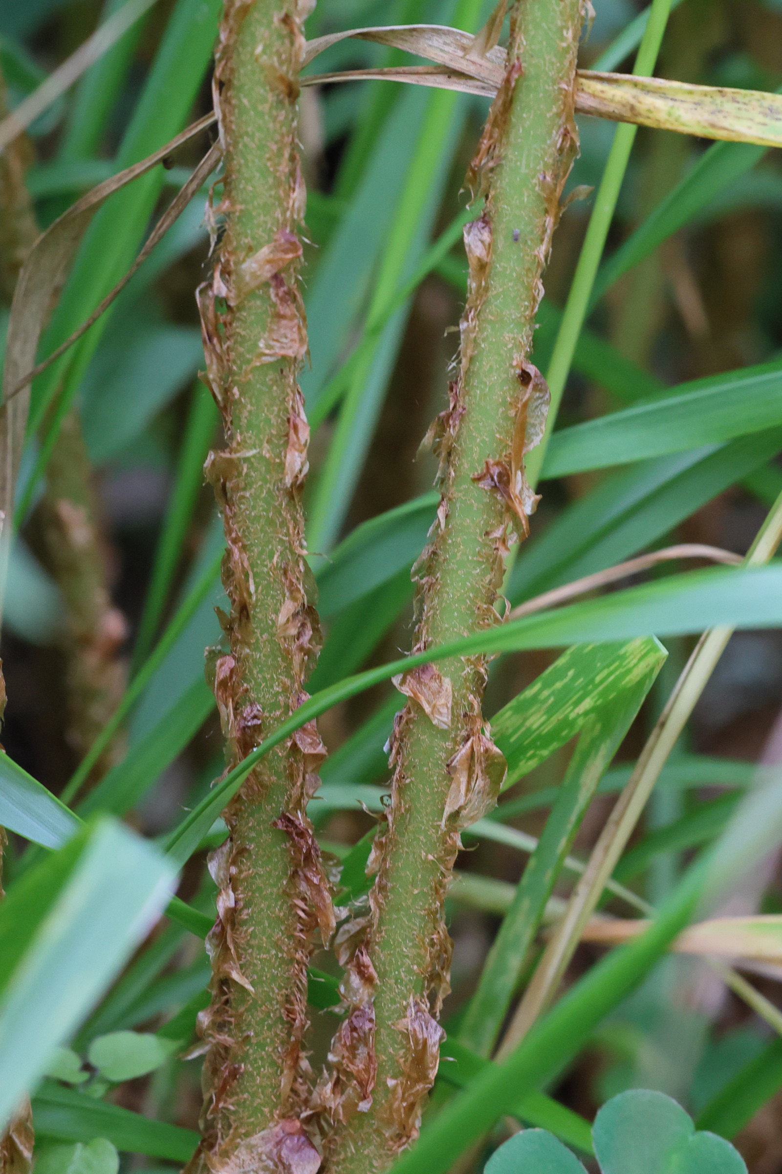 dryopteris_filix-mas6md