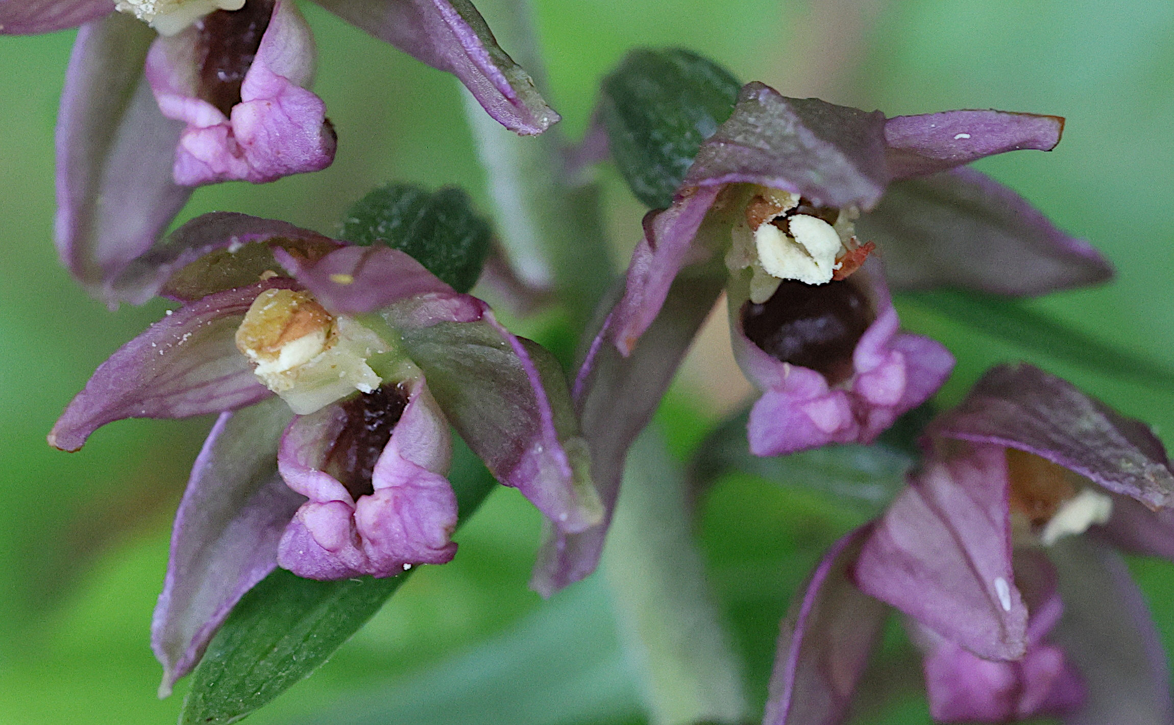 Afficher le média epipactis_helleborine8md epipactis_helleborine8md