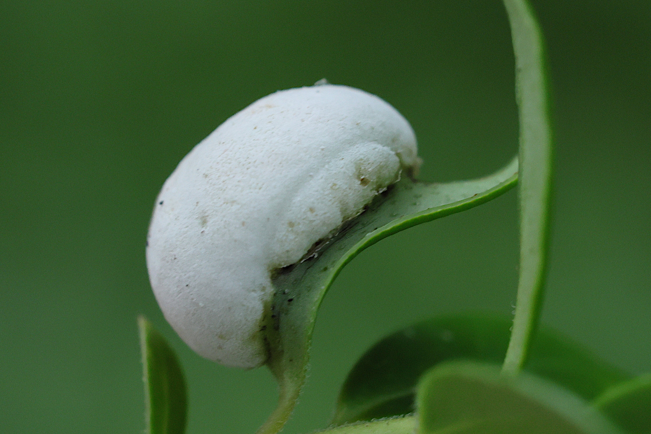 Afficher le média exobasidium_vaccinii1md exobasidium_vaccinii1md