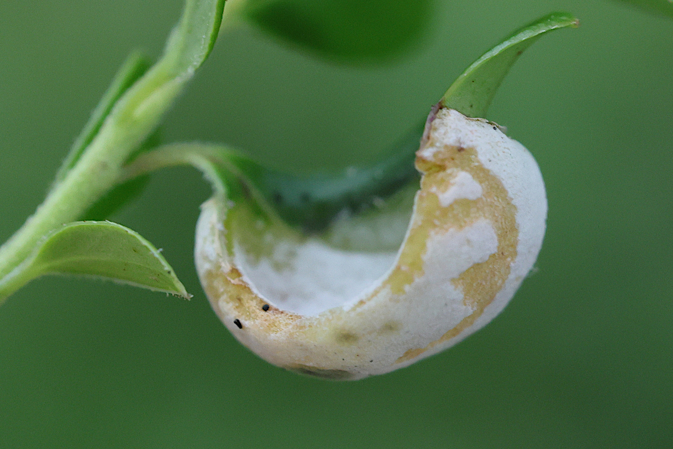 Afficher le média exobasidium_vaccinii2md exobasidium_vaccinii2md