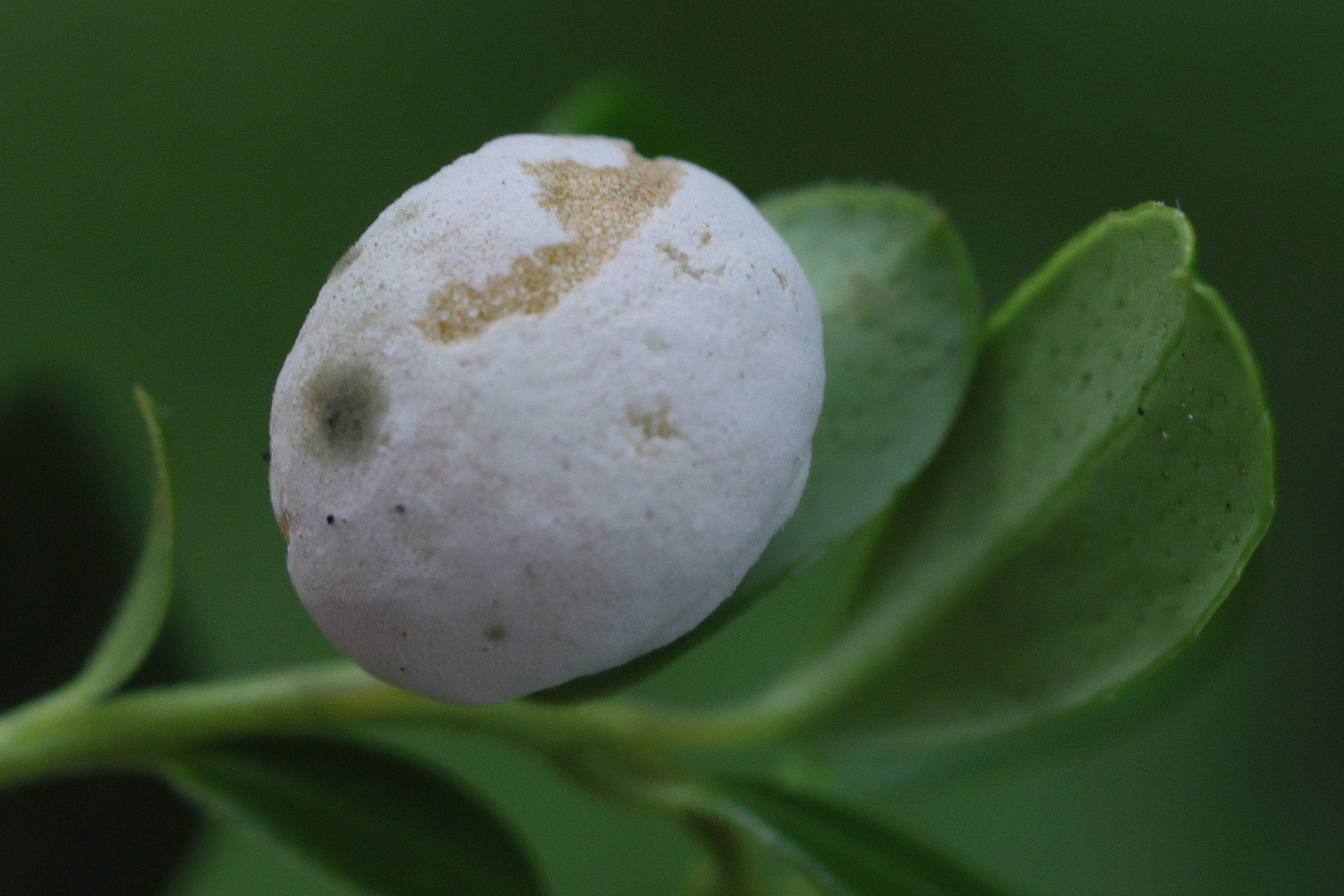 Afficher le média exobasidium_vaccinii3md exobasidium_vaccinii3md