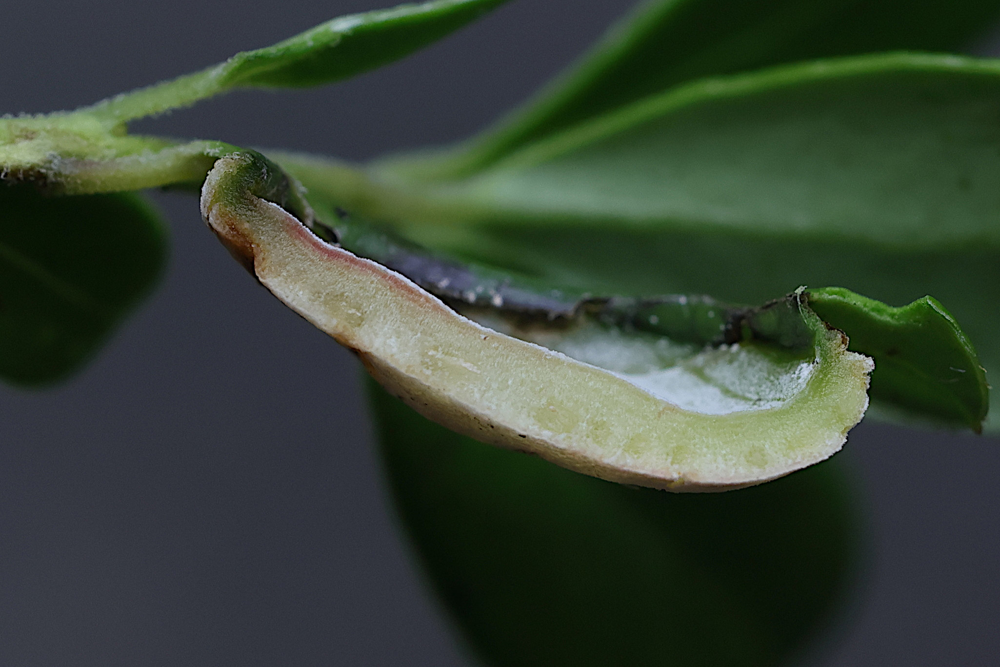 Afficher le média exobasidium_vaccinii4md exobasidium_vaccinii4md