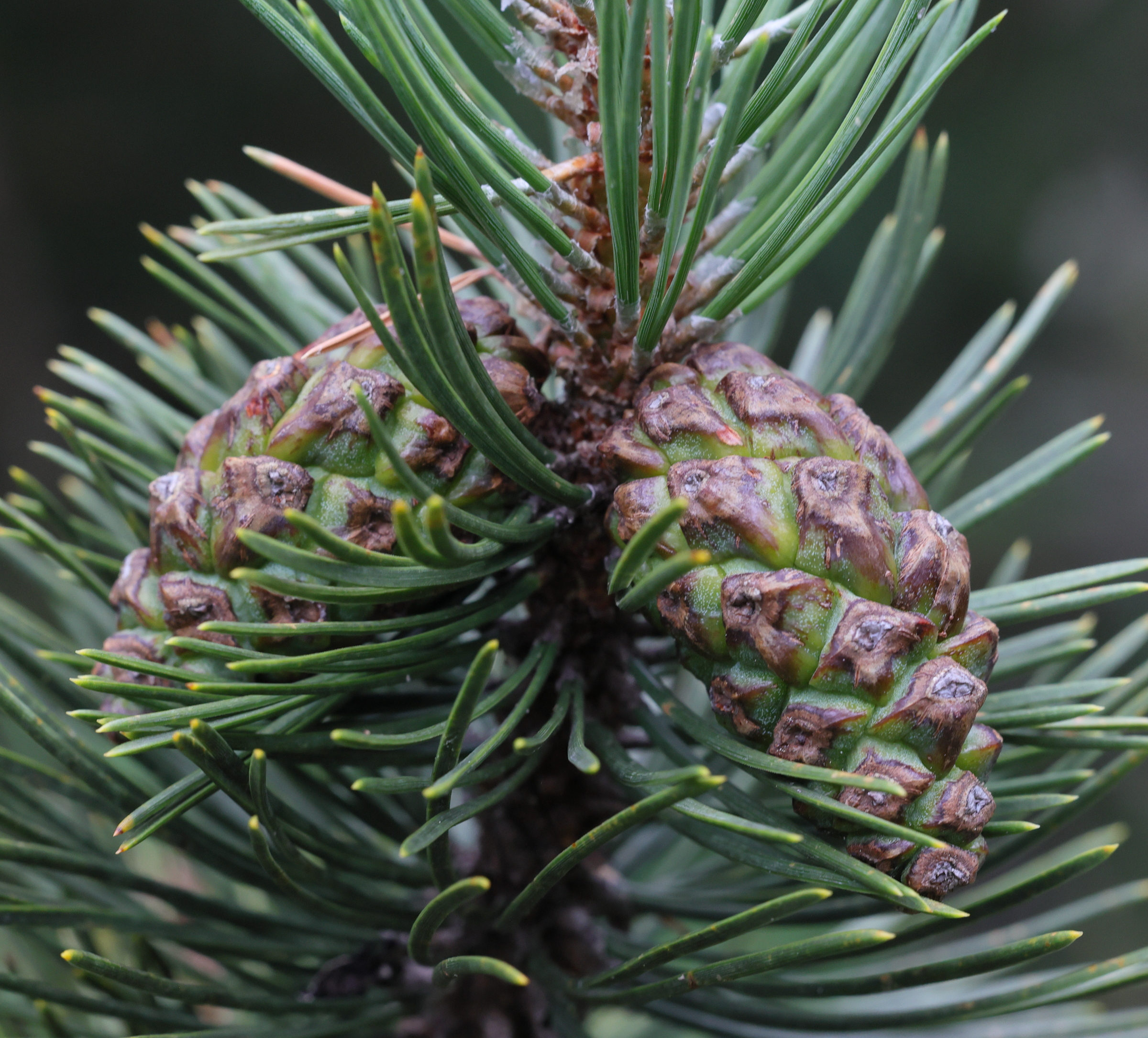 pinus_uncinata7md