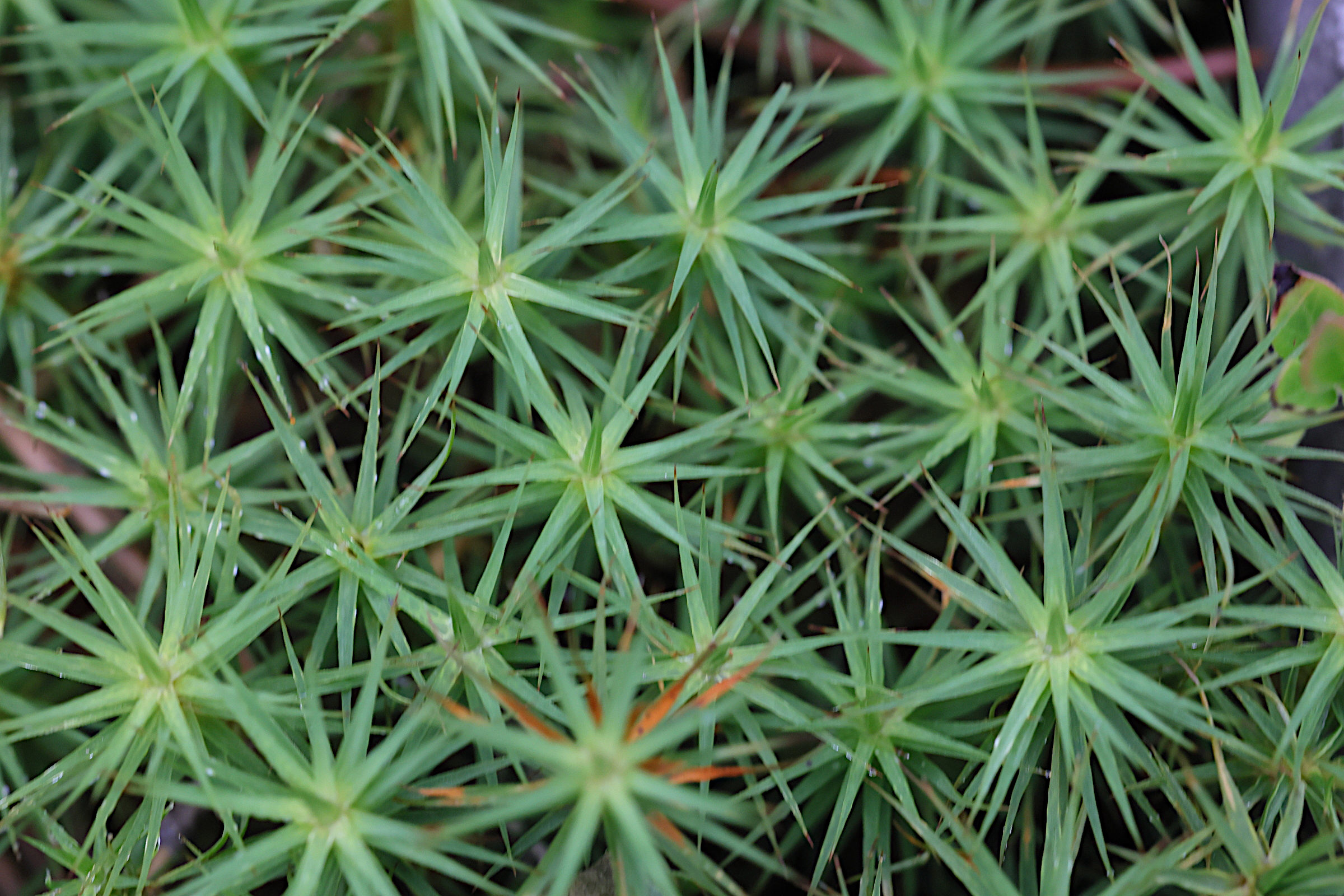 Afficher le média polytrichum_formosum2md polytrichum_formosum2md