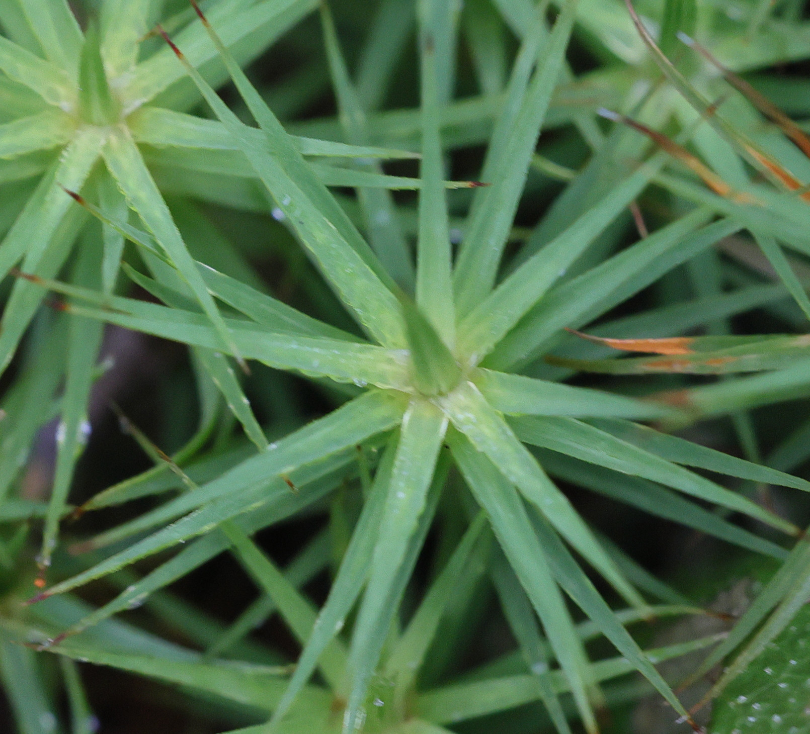 Afficher le média polytrichum_formosum6md polytrichum_formosum6md