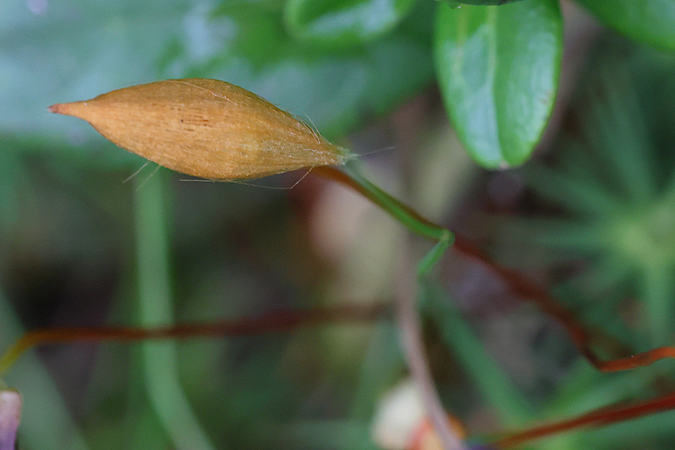 Afficher le média polytrichum_formosum7md polytrichum_formosum7md
