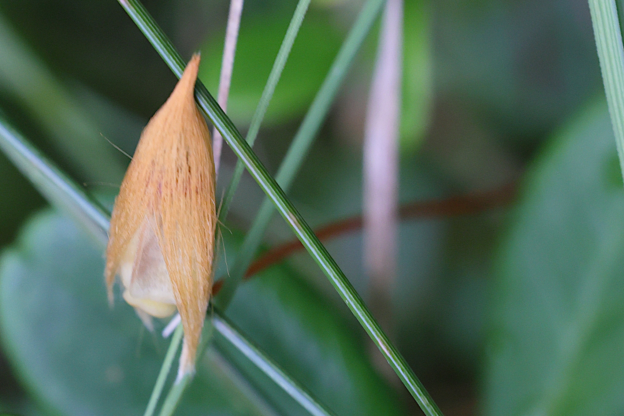 Afficher le média polytrichum_formosum8md polytrichum_formosum8md