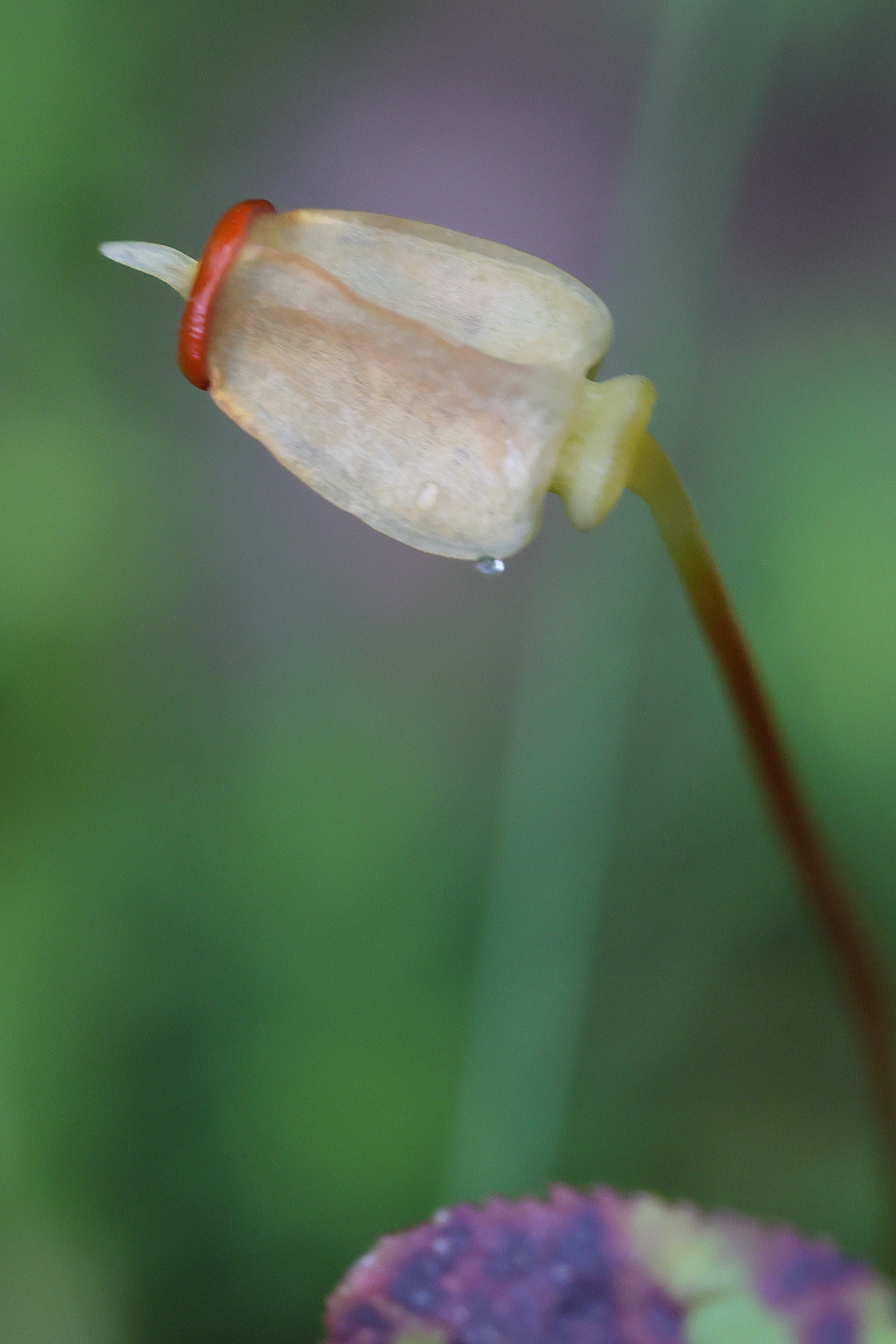 Afficher le média polytrichum_formosum9md polytrichum_formosum9md