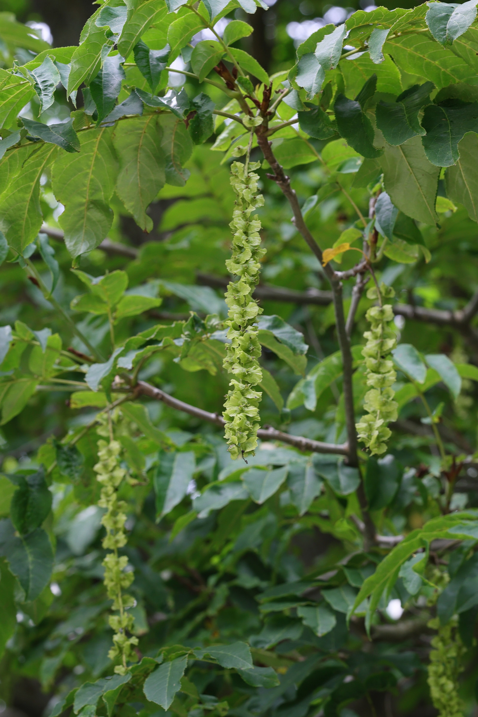 pterocarya_fraxinifolia7amd