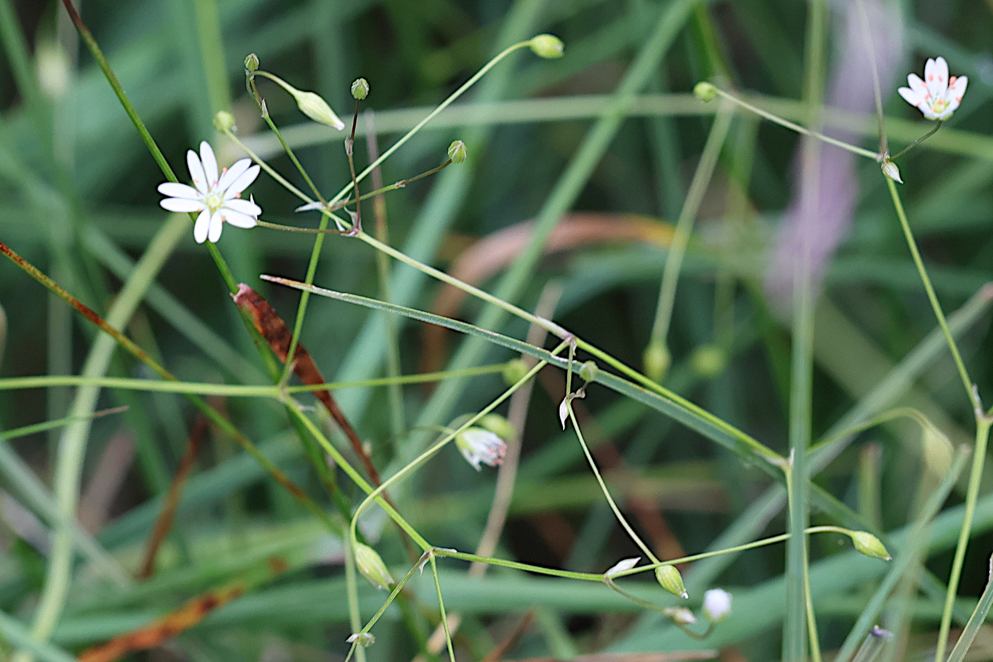 Afficher le média stellaria_graminea5md stellaria_graminea5md