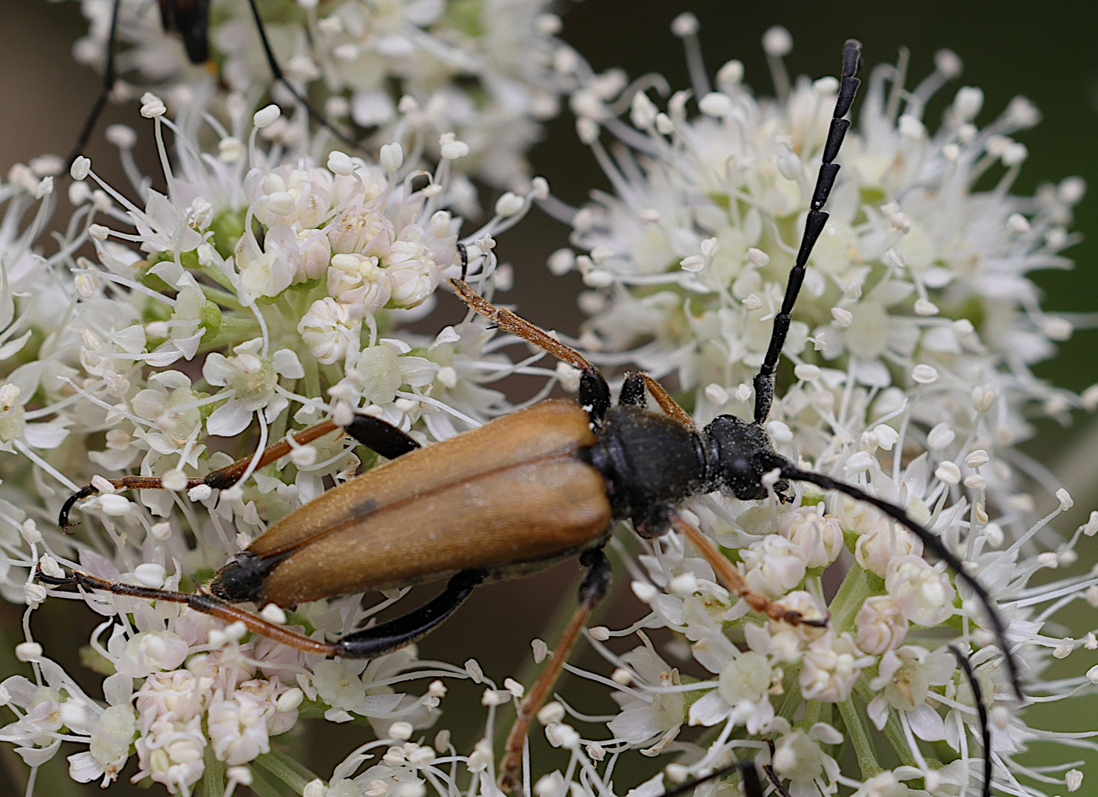 stictoleptura_rubra5md