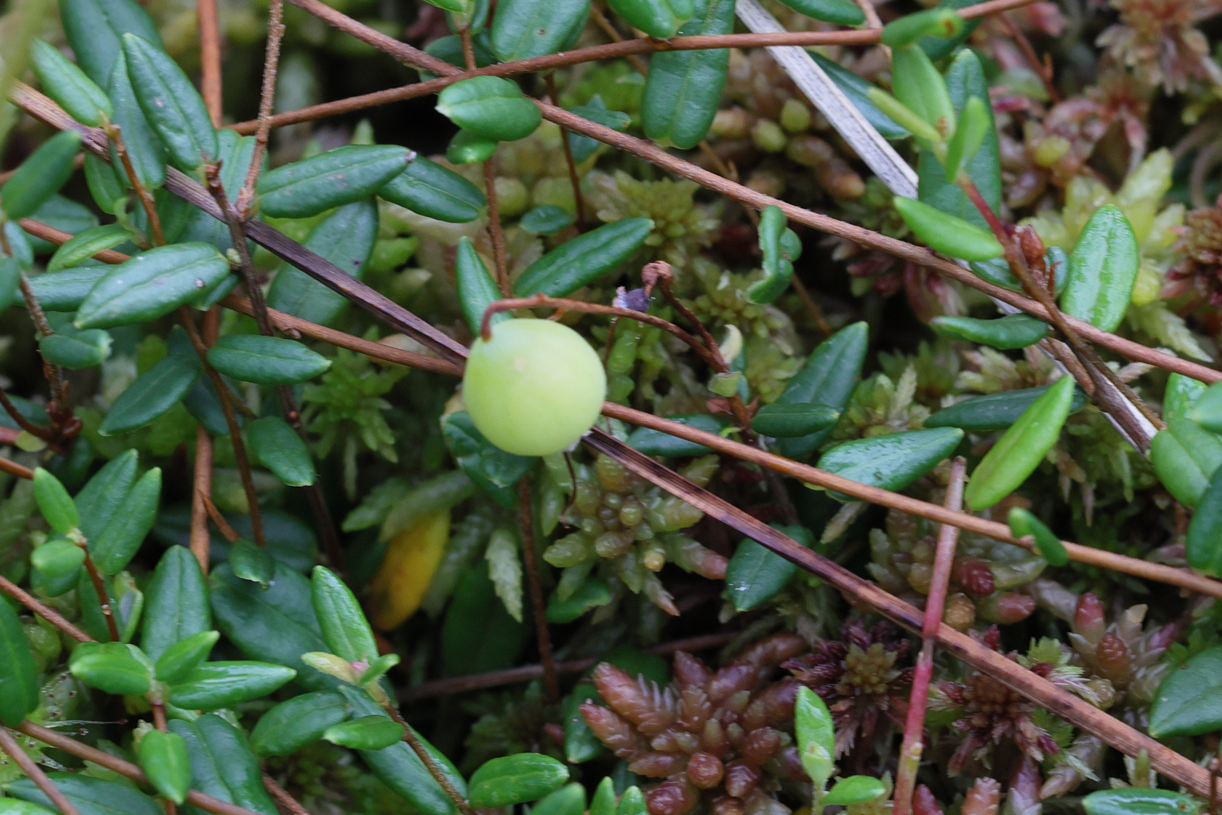 Afficher le média vaccinium_oxycoccos3md vaccinium_oxycoccos3md