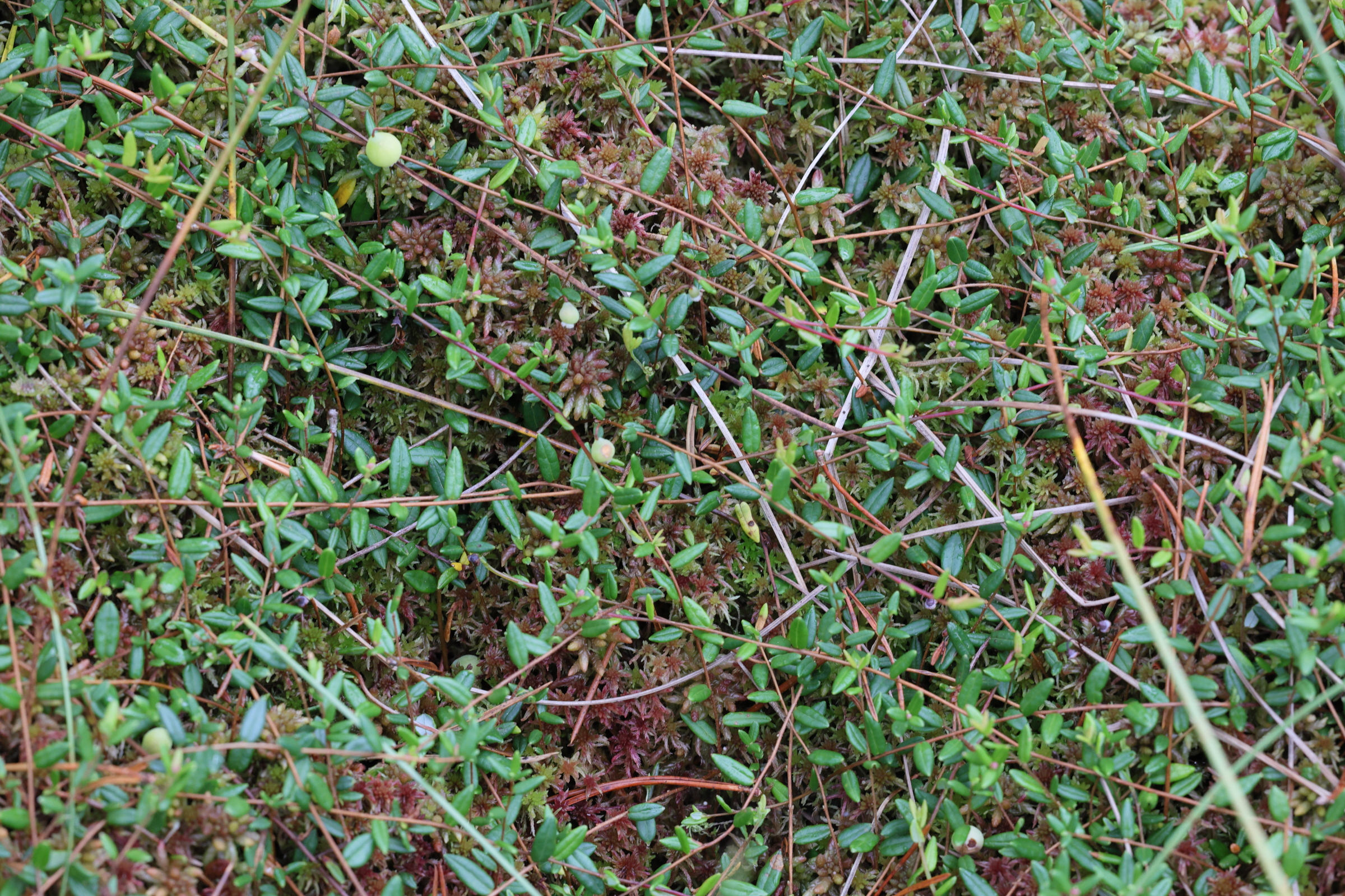 Afficher le média vaccinium_oxycoccos5md vaccinium_oxycoccos5md