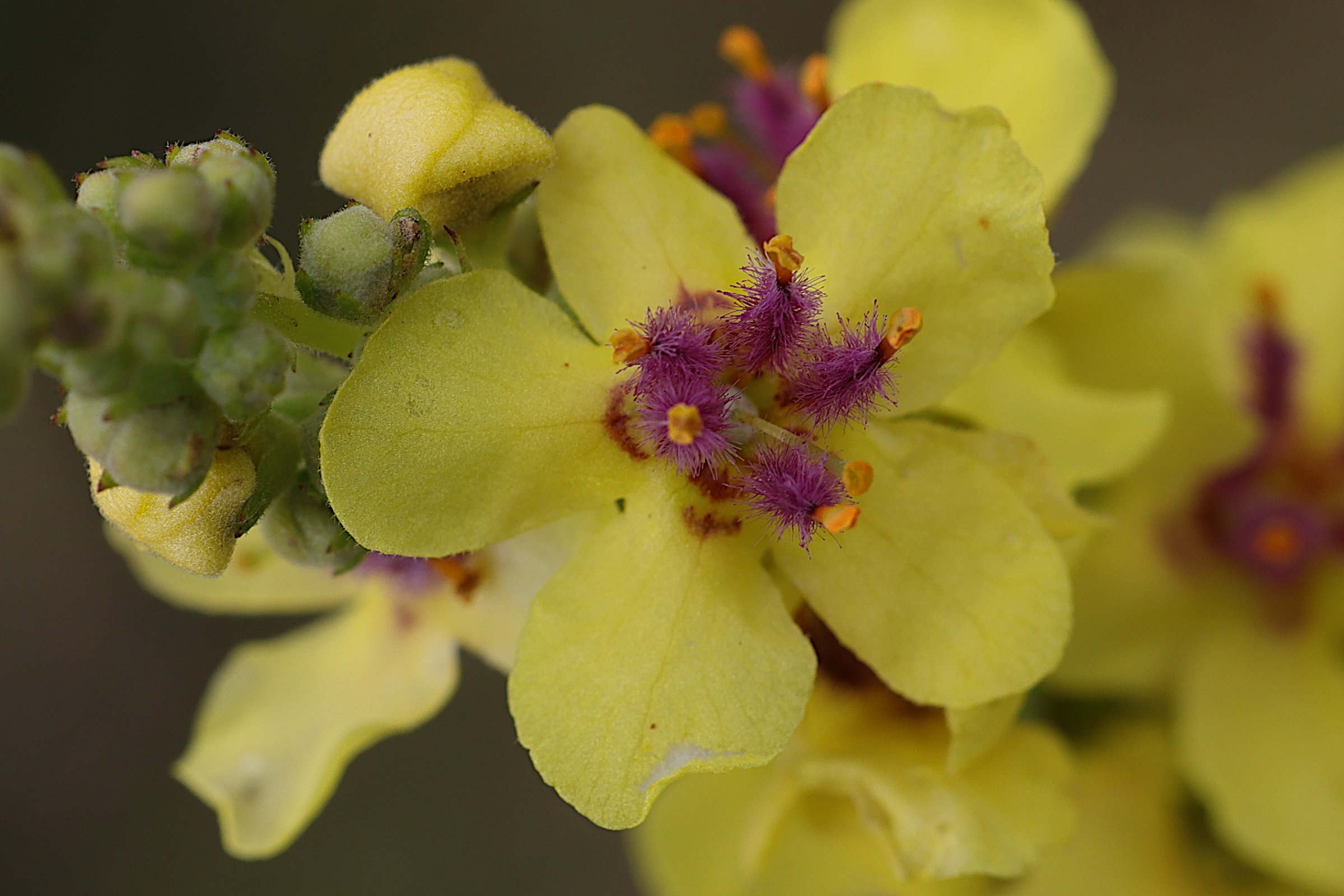 verbascum_nigrum3md