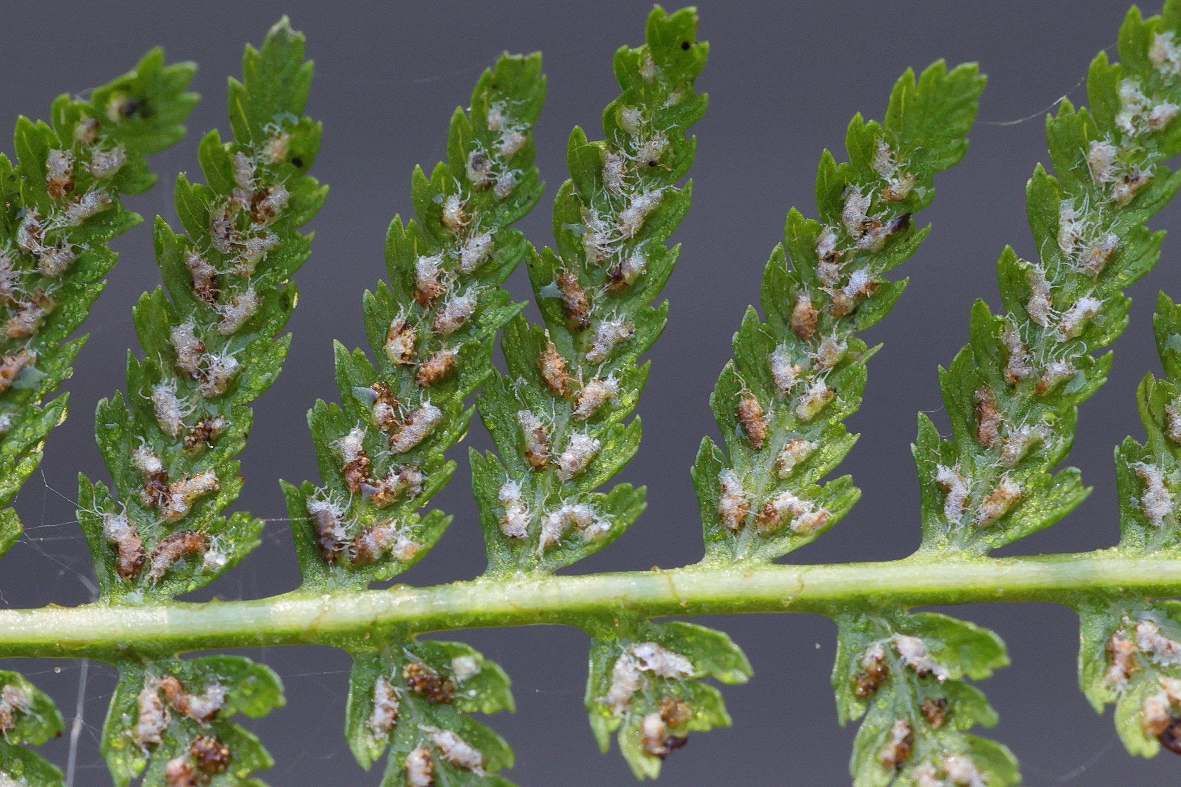 Afficher le média athyrium_filix-femina6md athyrium_filix-femina6md