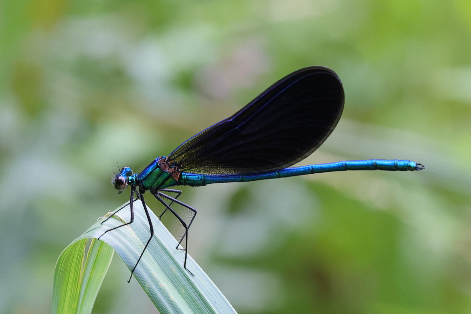 calopteryx_virgo_meridionalis2md