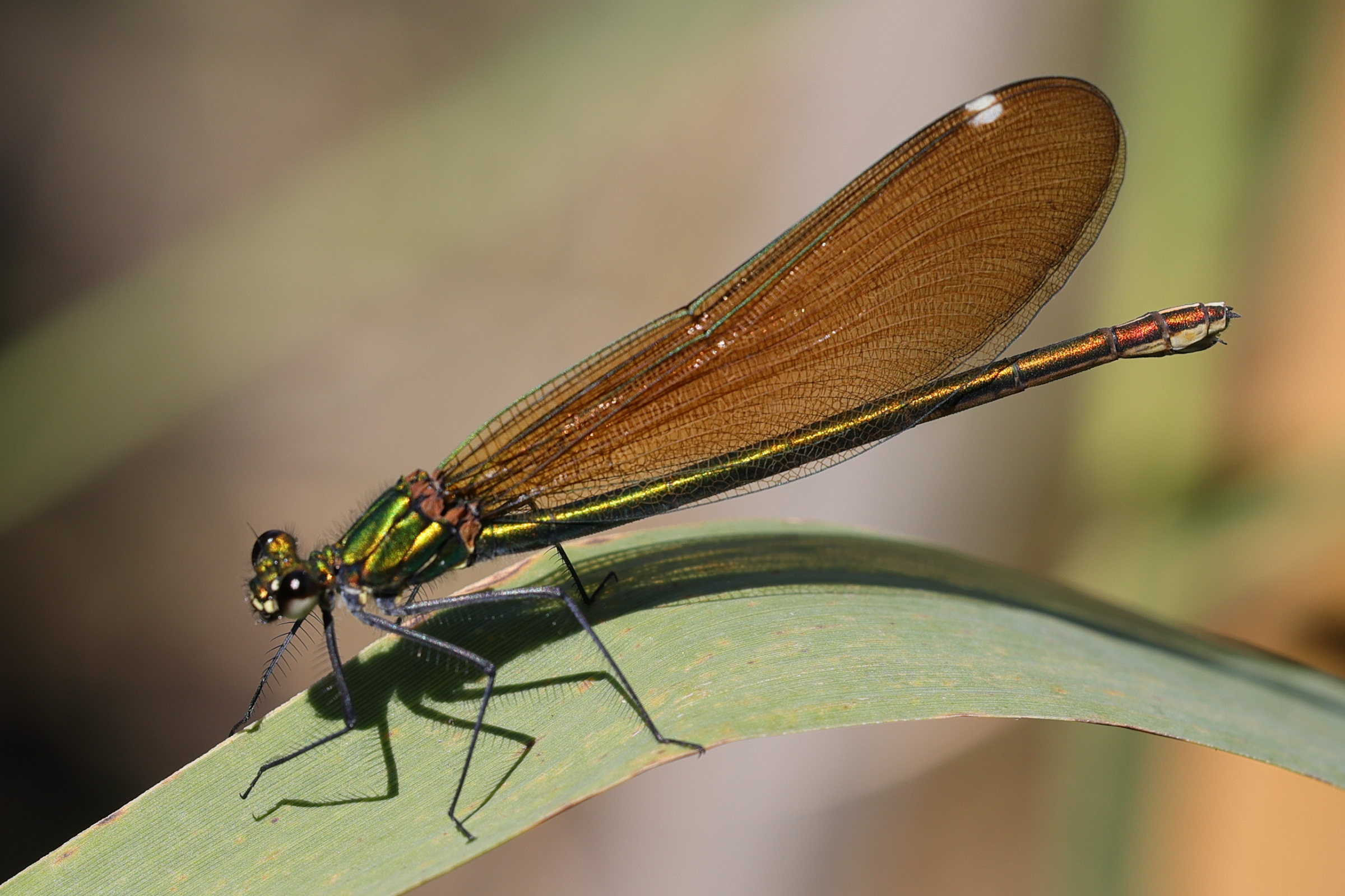 calopteryx_virgo_meridionalis3md