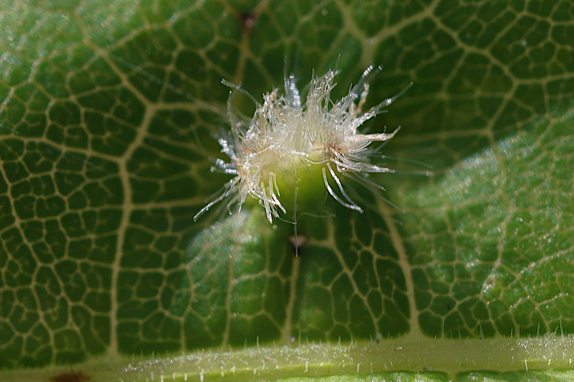 dactulosphaira_vitifoliae4md