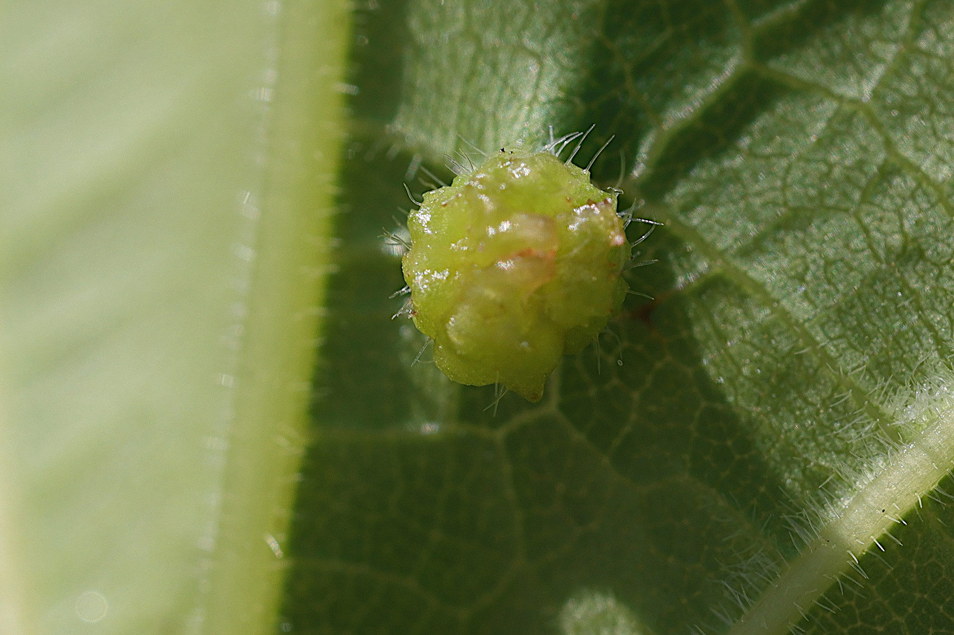 dactulosphaira_vitifoliae5md