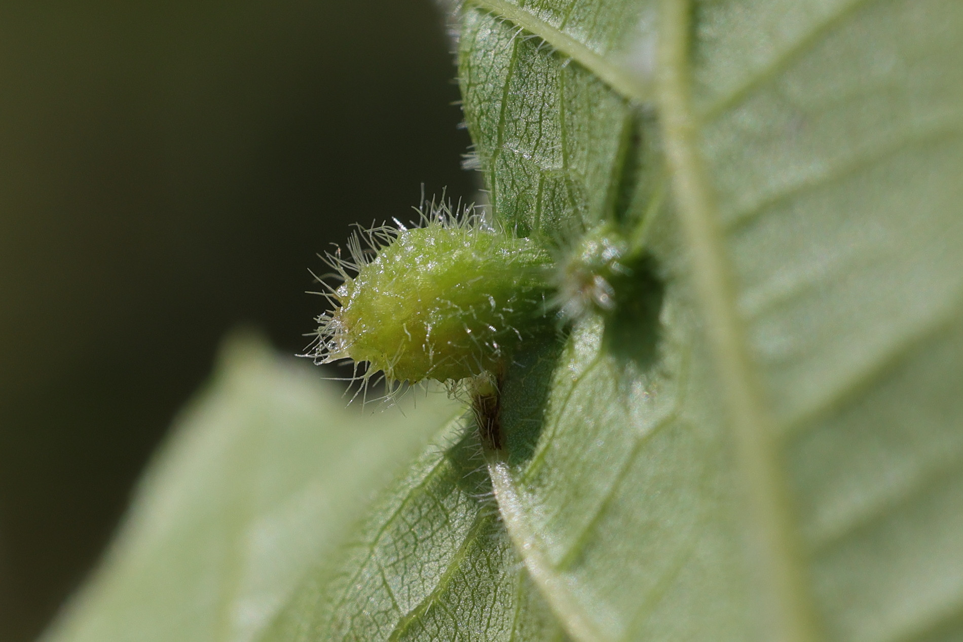 dactulosphaira_vitifoliae6md