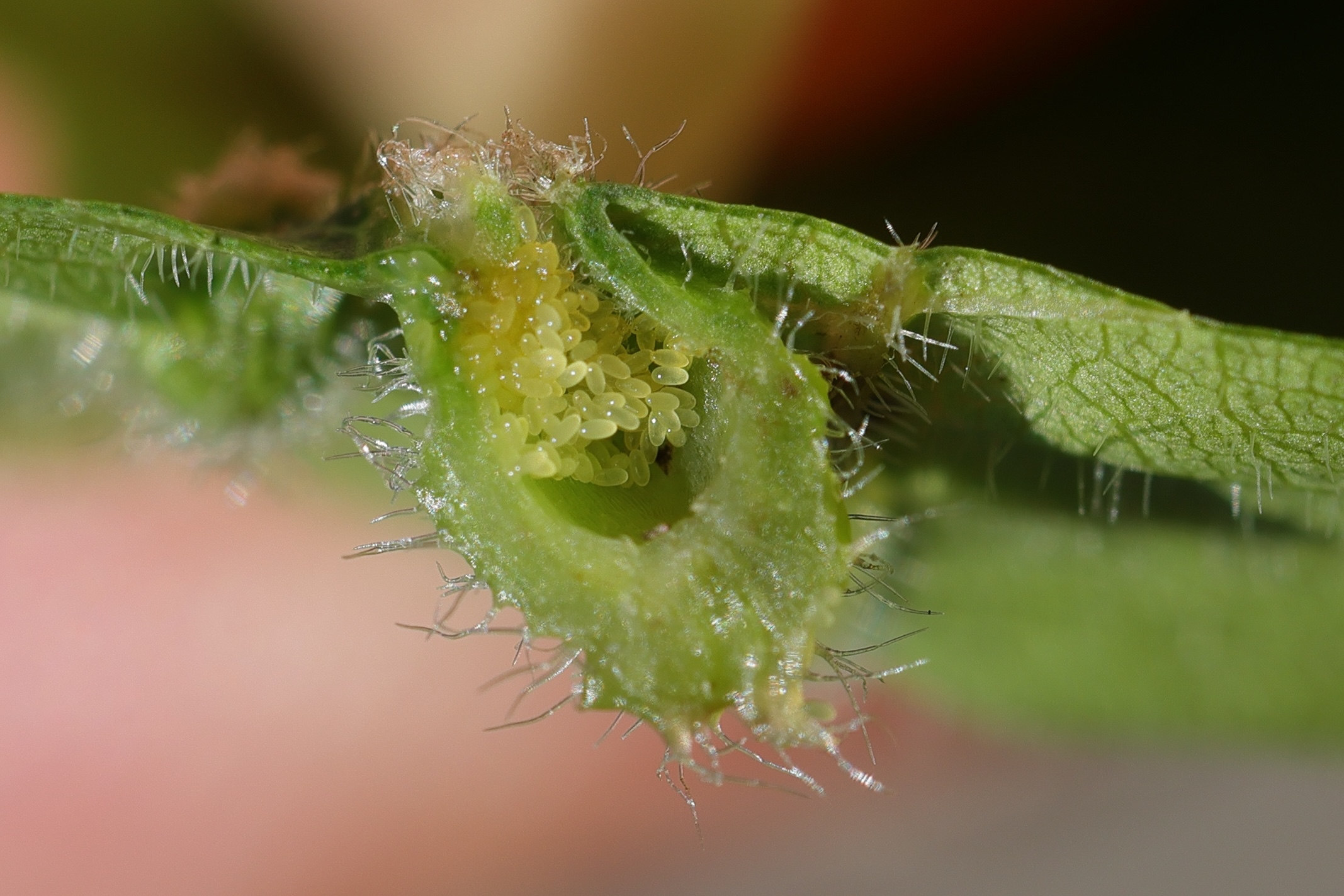 dactulosphaira_vitifoliae7md