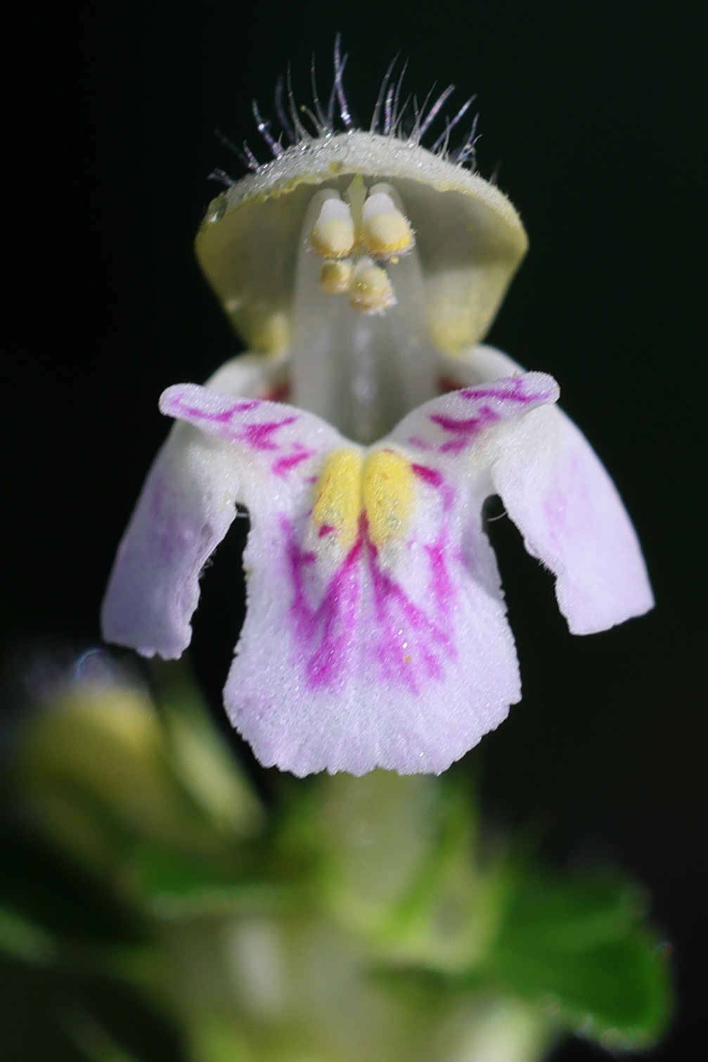 galeopsis_tetrahit8md