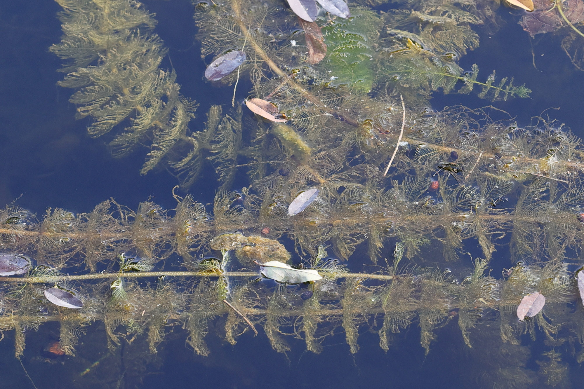 myriophyllum_vertivillatum1md