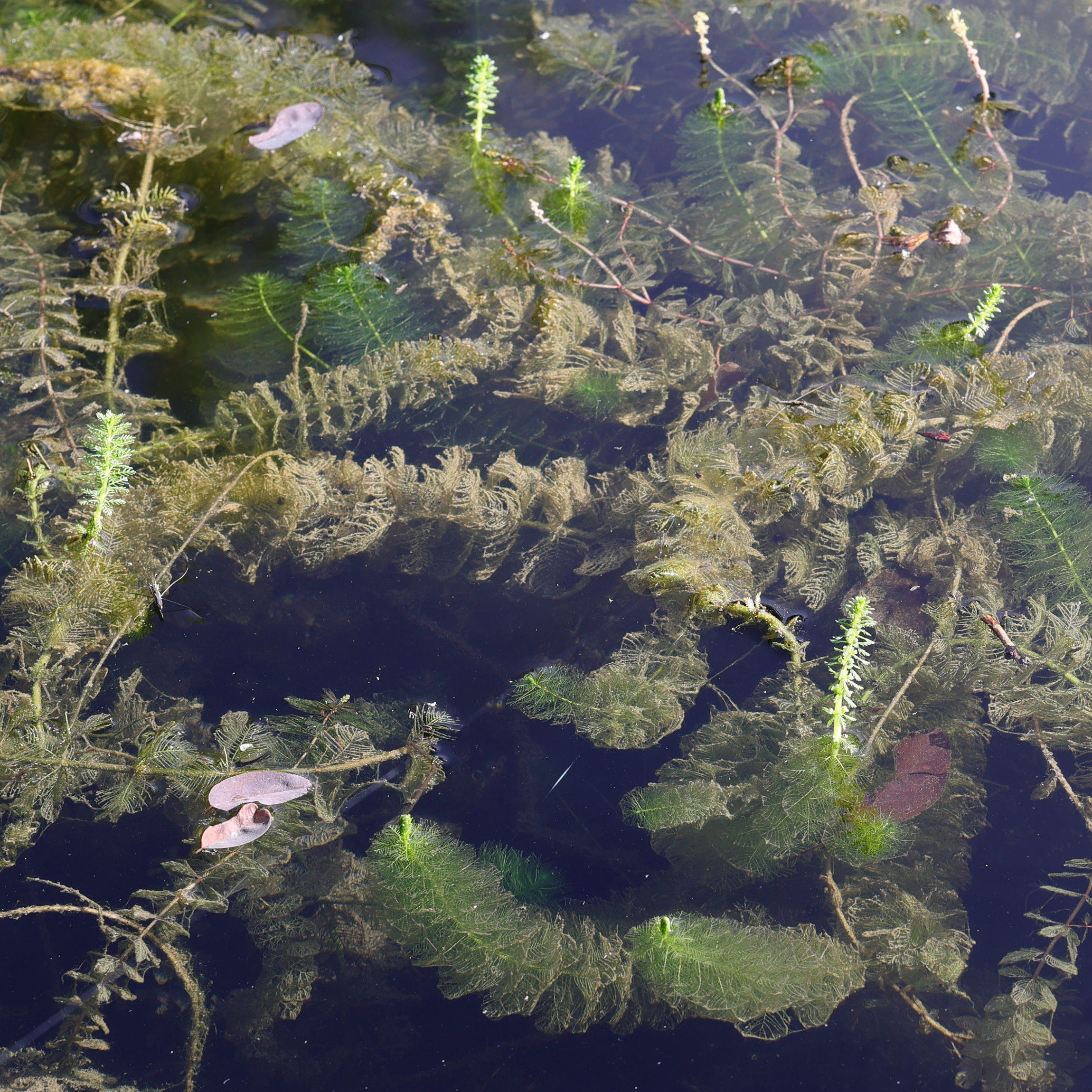 myriophyllum_vertivillatum2md