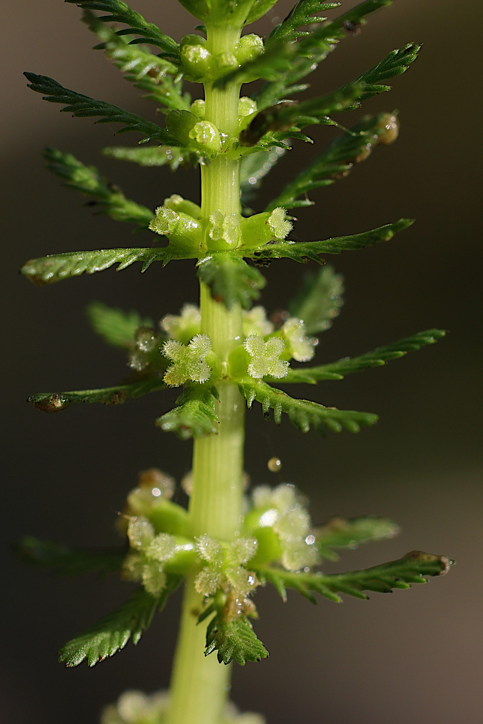 myriophyllum_vertivillatum3md