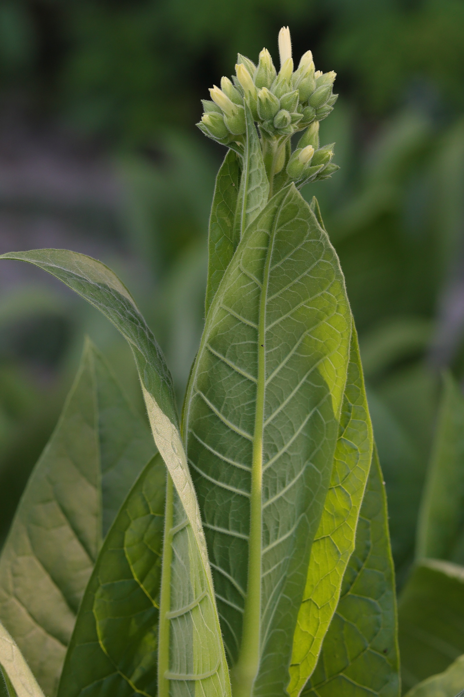 nicotiana_tabacum3md