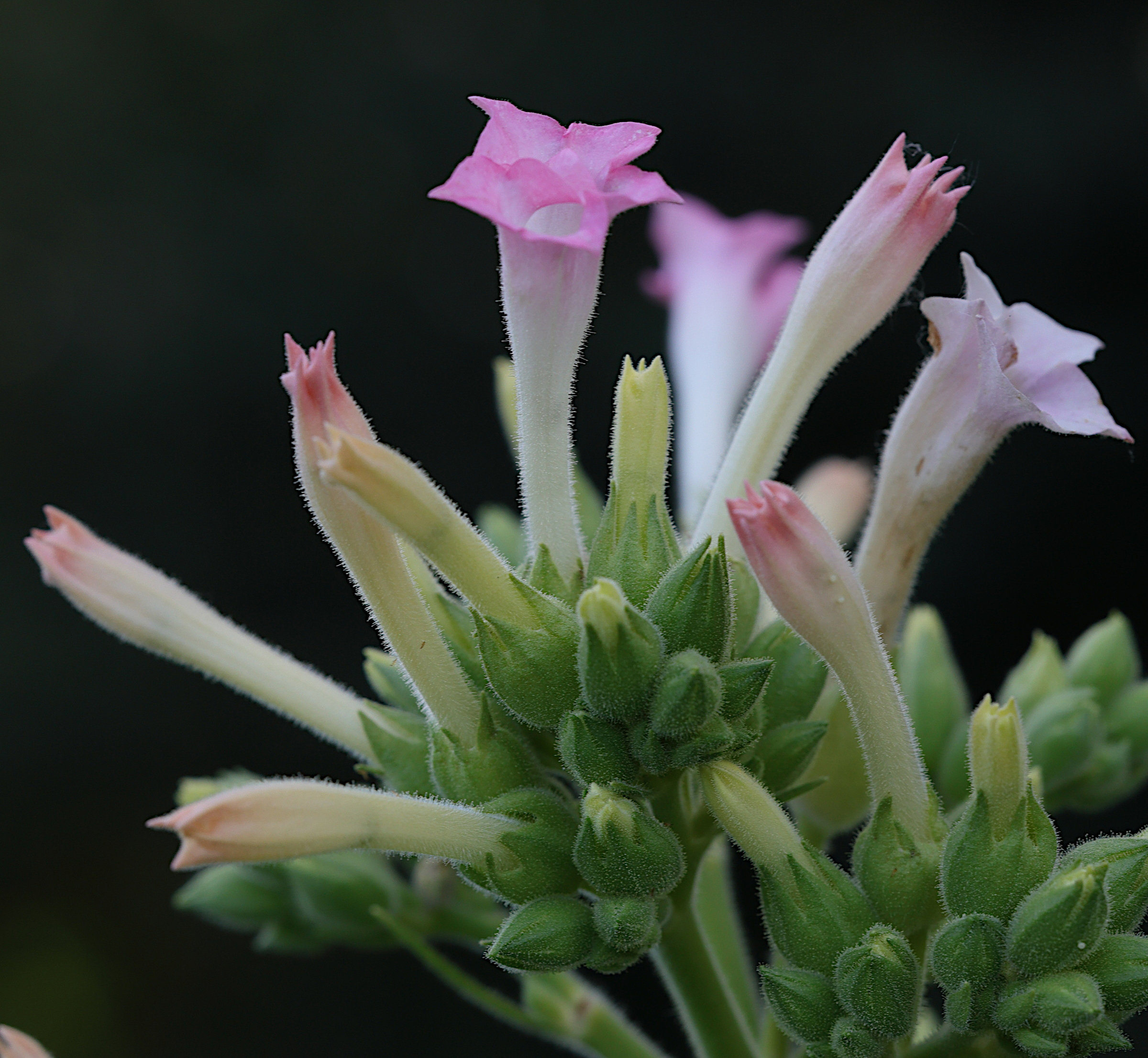 nicotiana_tabacum4md