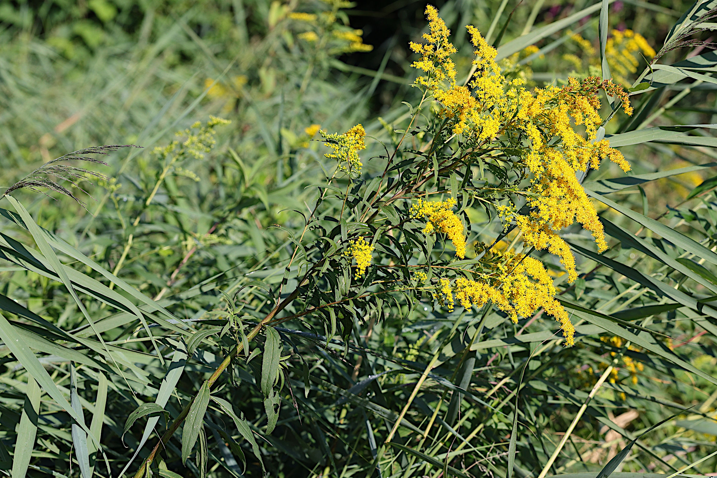 solidago_gigantea1bmd