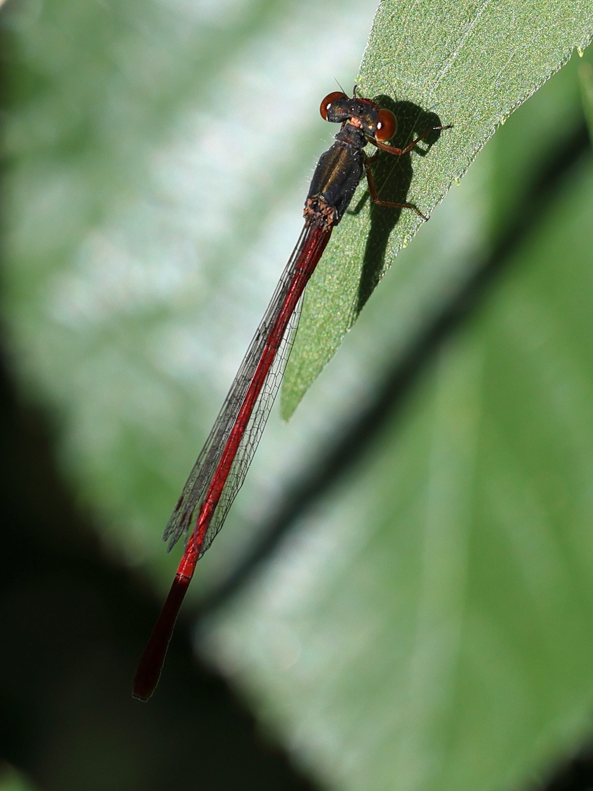 ceriagrion_tenellum5md