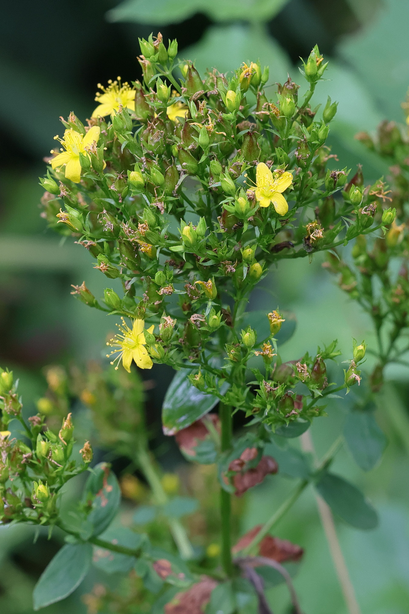 Afficher le média hypericum_tetrapterum5md hypericum_tetrapterum5md