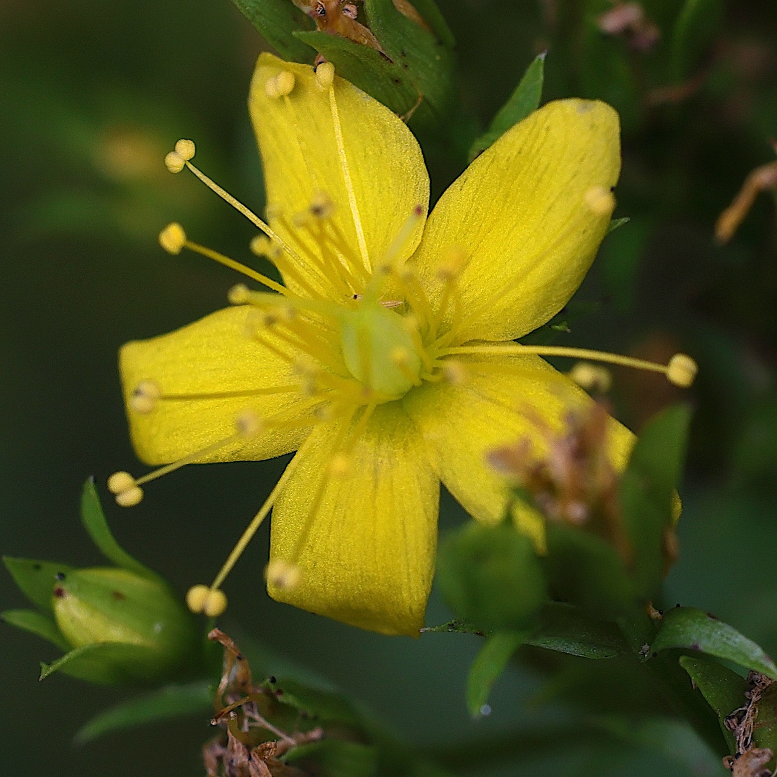 Afficher le média hypericum_tetrapterum6md hypericum_tetrapterum6md