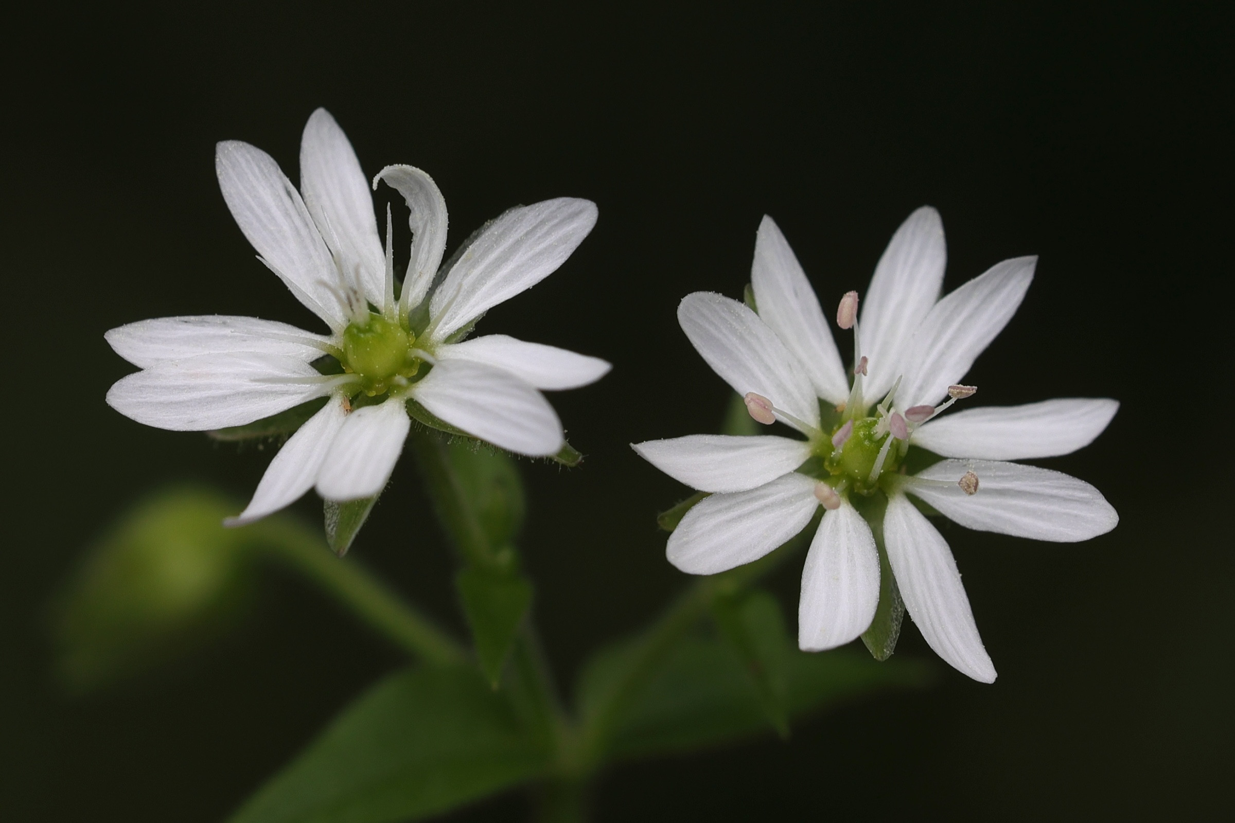 Afficher le média myosoton_aquaticum2md myosoton_aquaticum2md