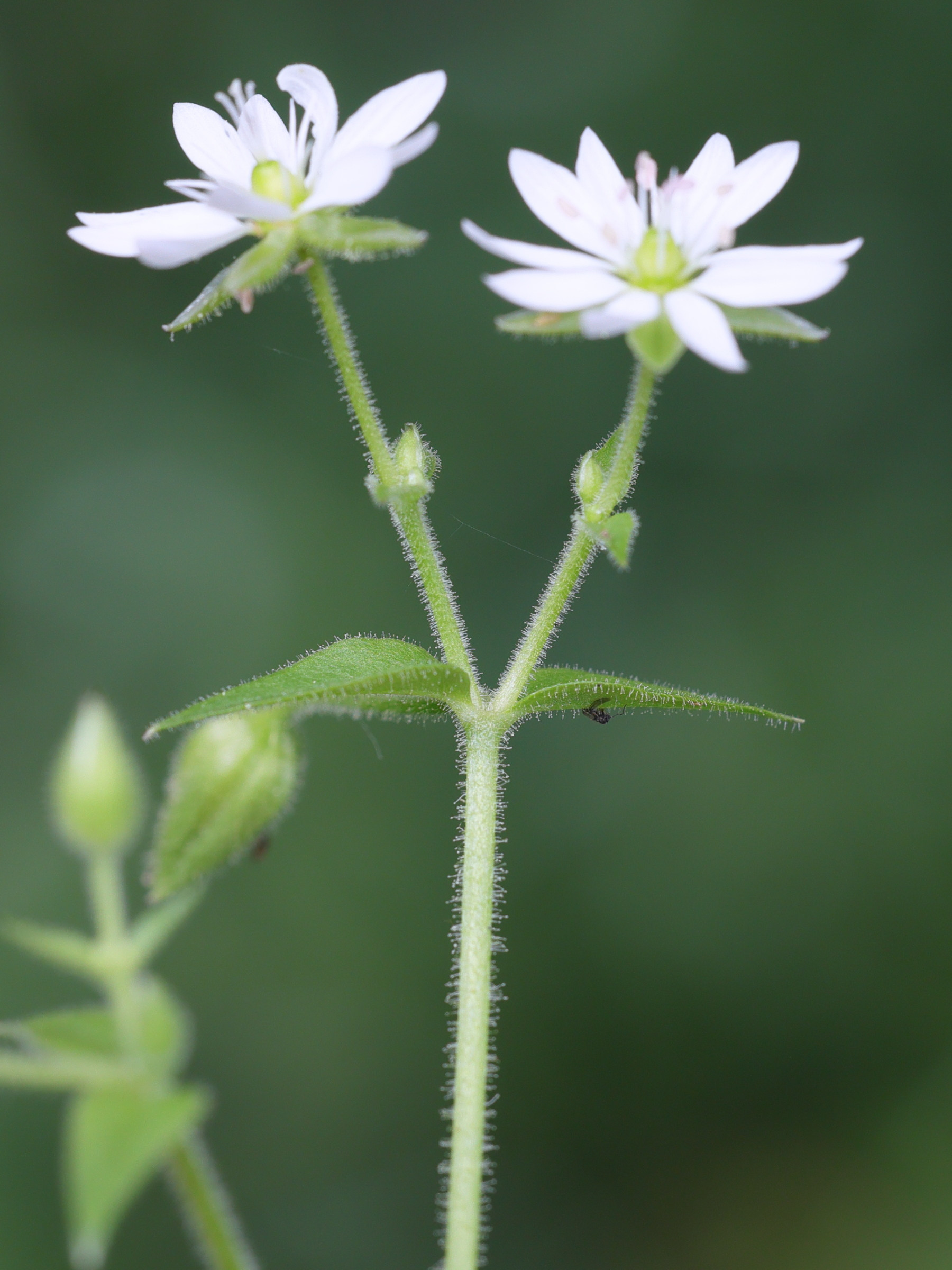 Afficher le média myosoton_aquaticum3amd myosoton_aquaticum3amd