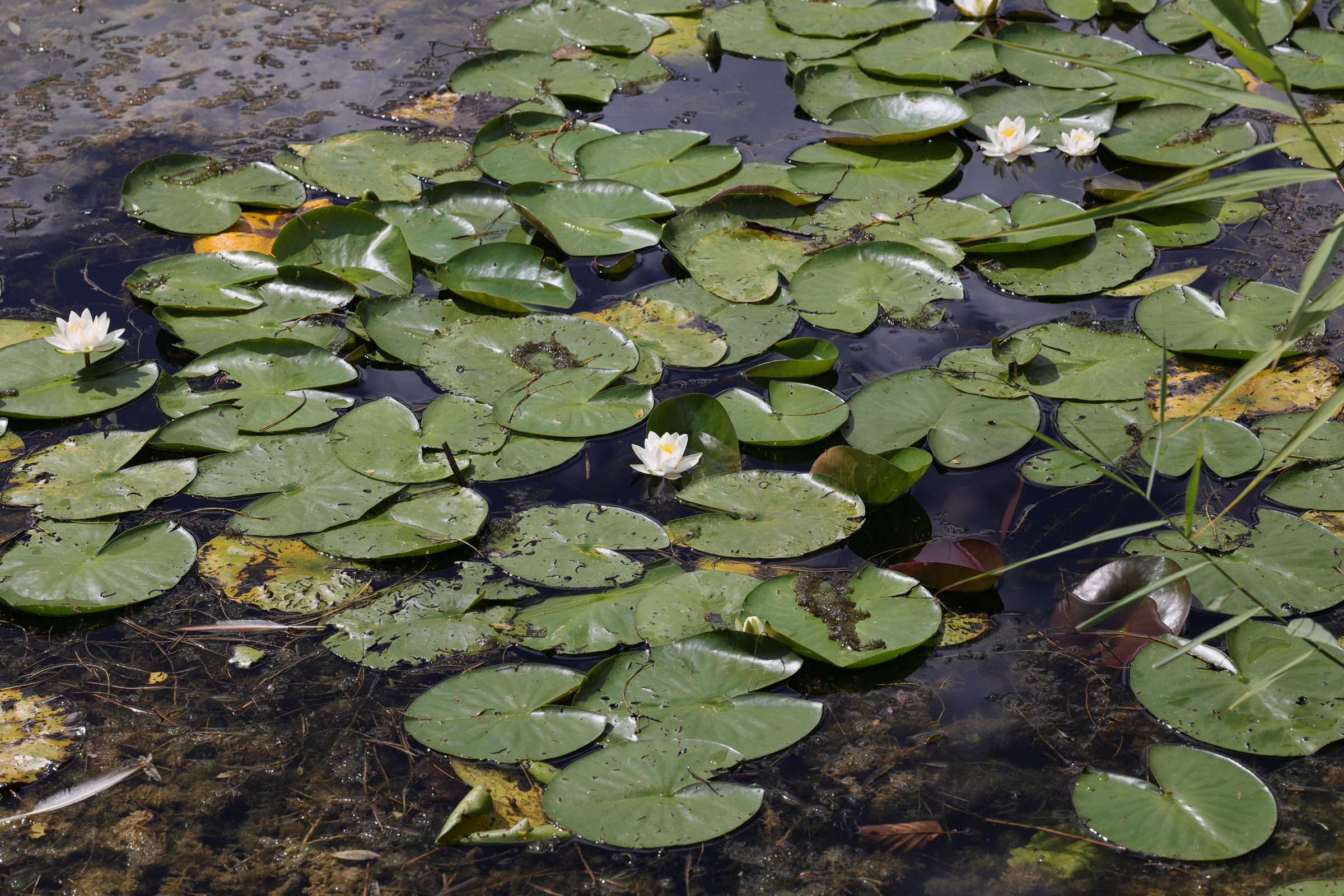Afficher le média nymphaea_alba1md nymphaea_alba1md