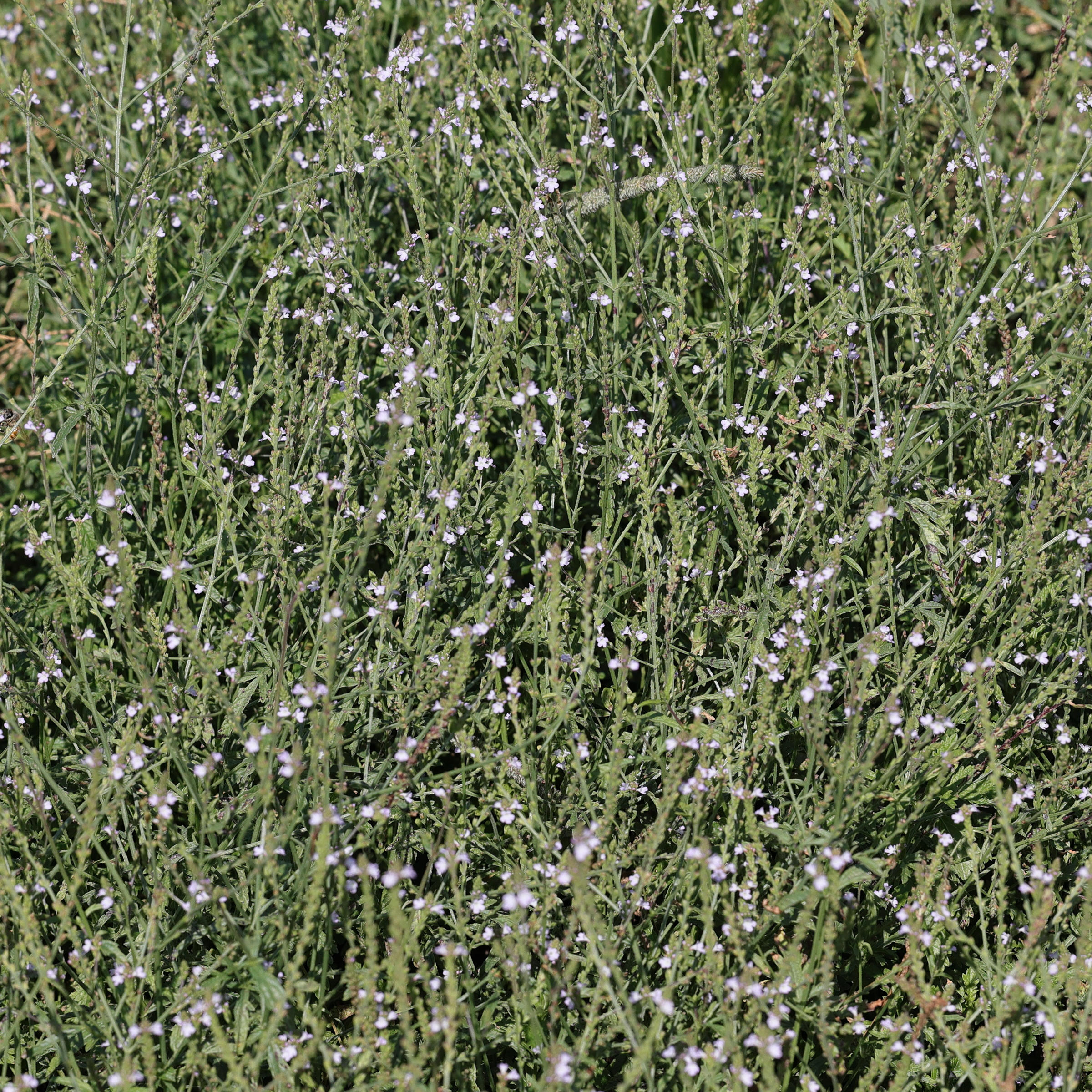 verbena_officinalis1md