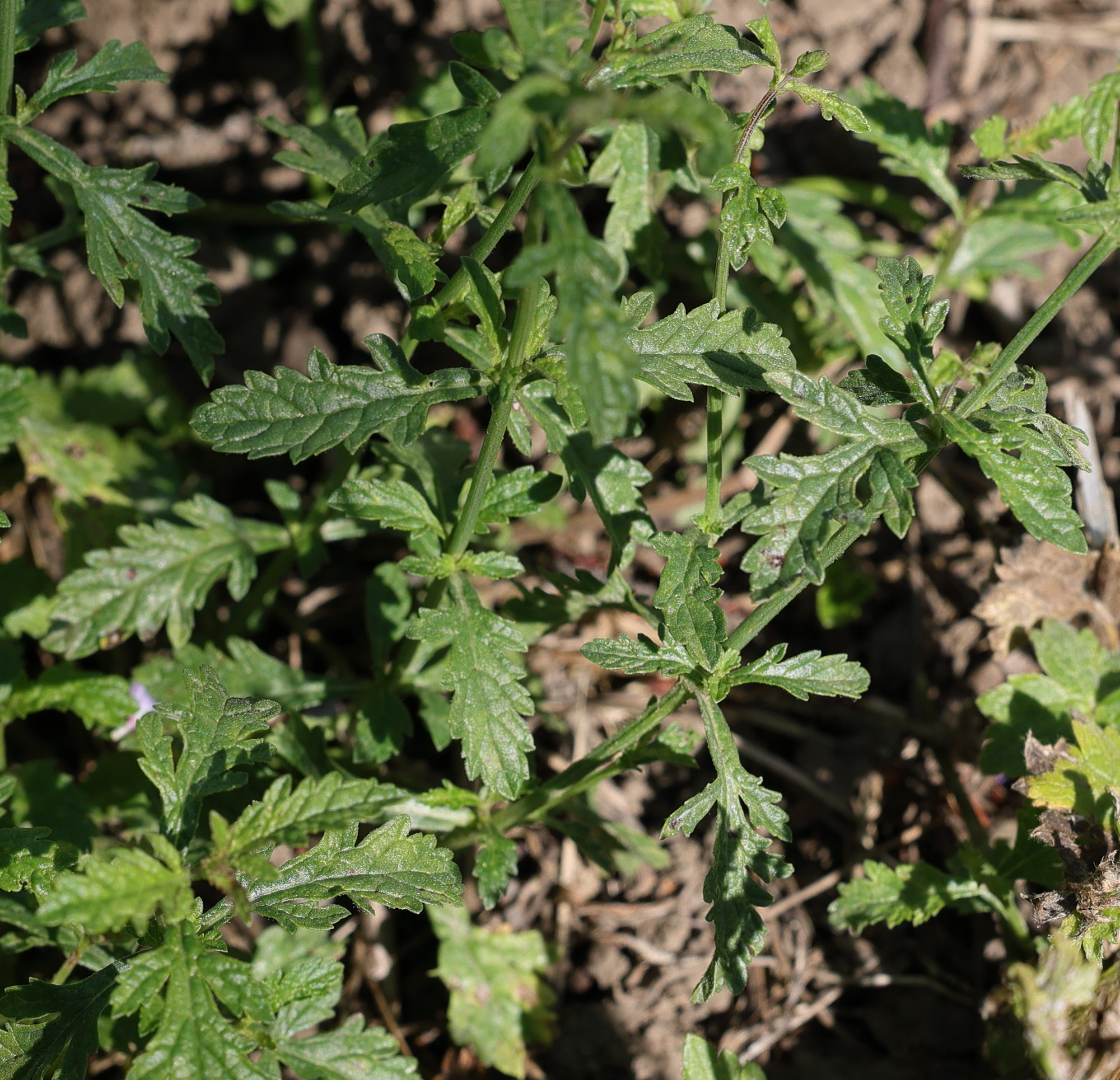 verbena_officinalis2md