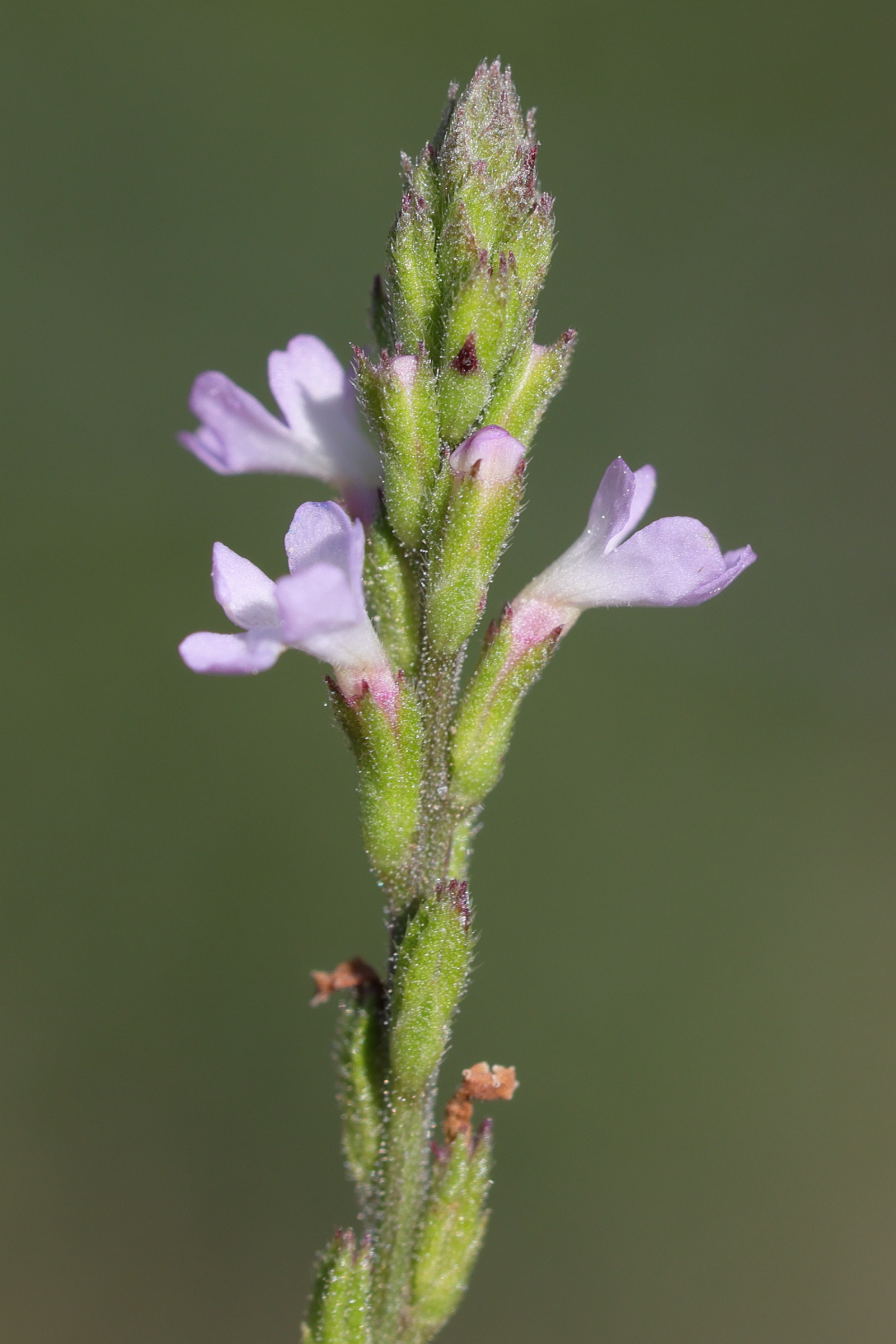 verbena_officinalis4md