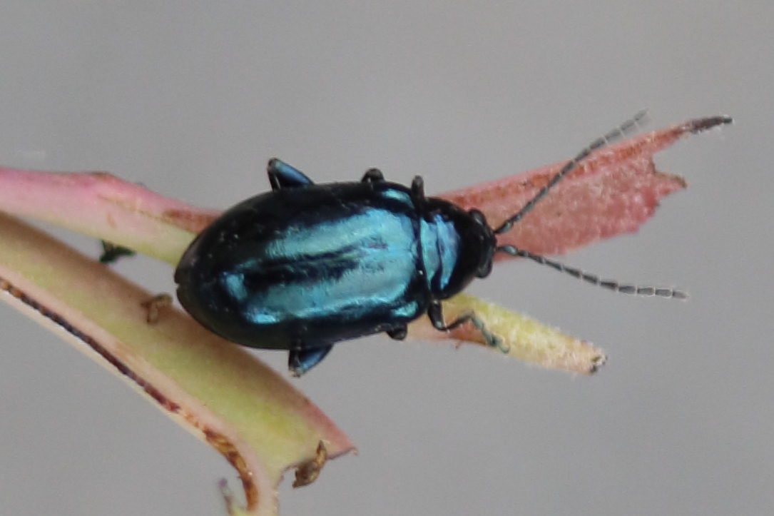 altica_ampelophaga1bd