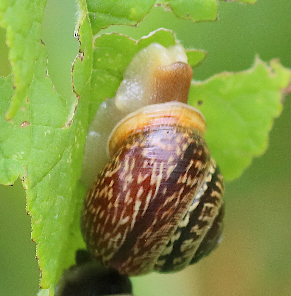 arianta_arbustorum1bd